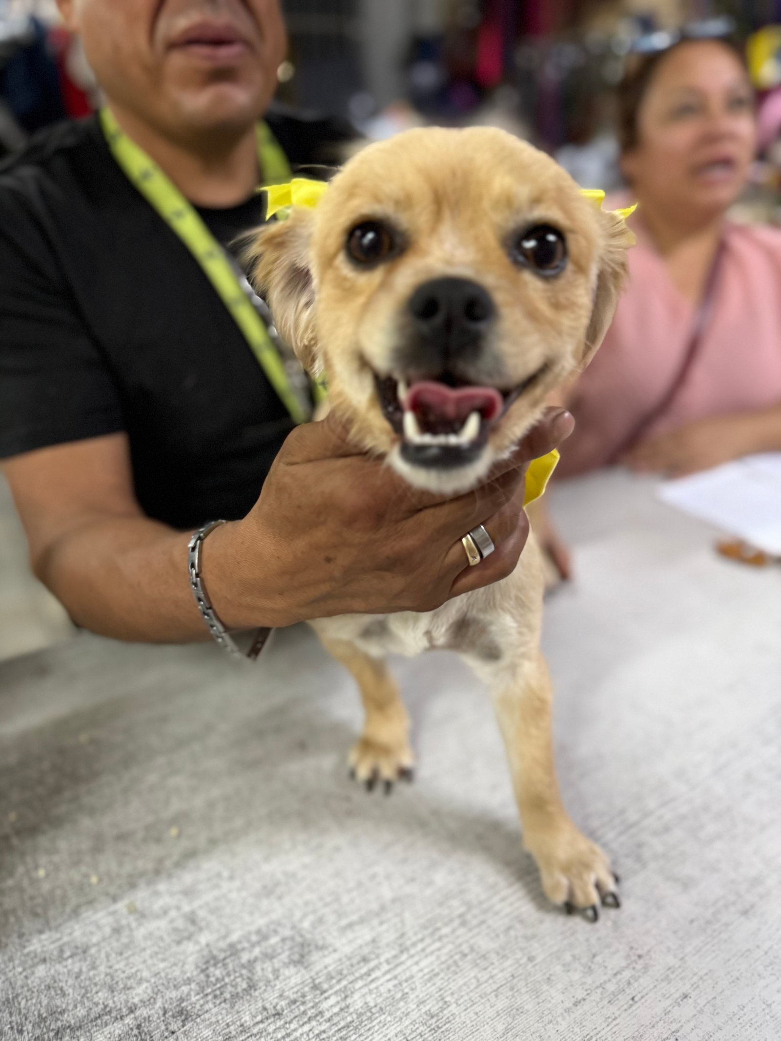 Foto de ROXY con microchip 990000014162834