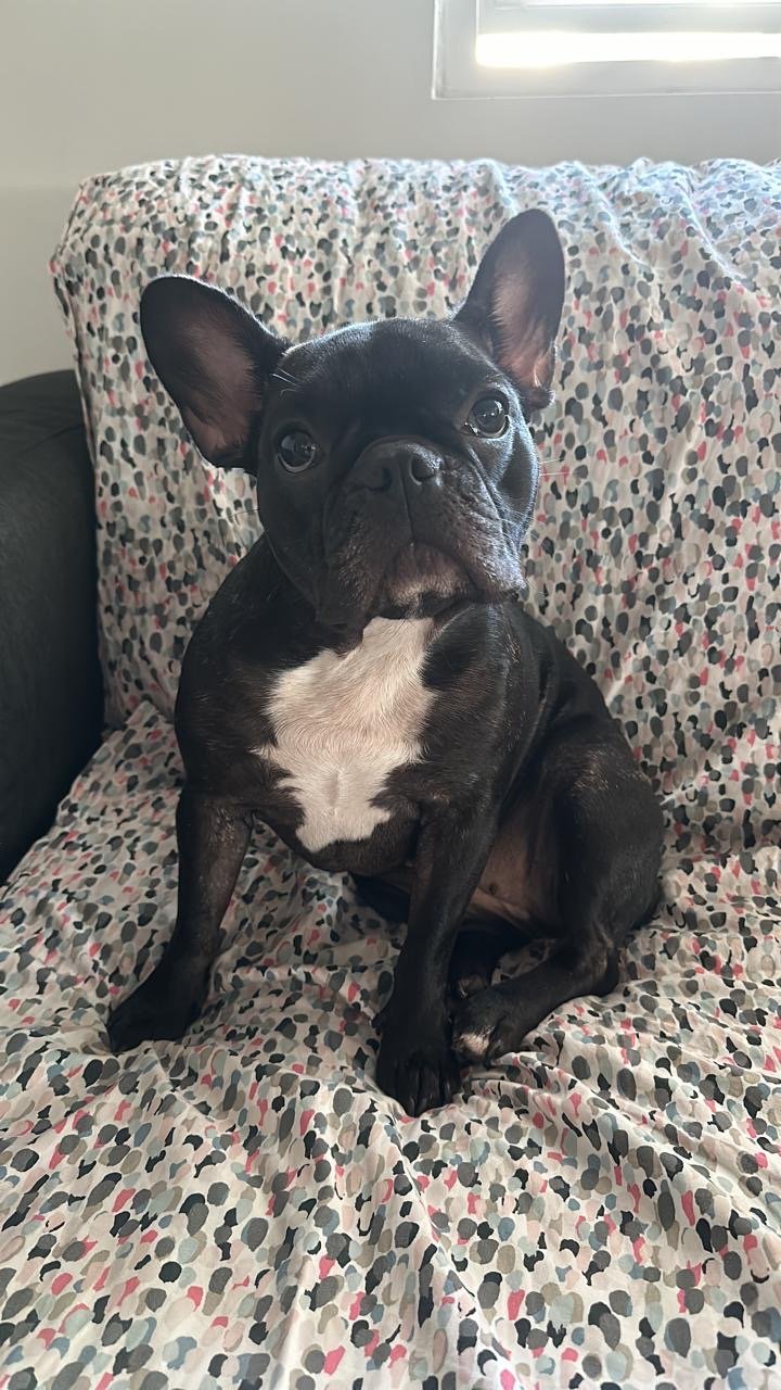Foto de Lola con microchip 990000014535921