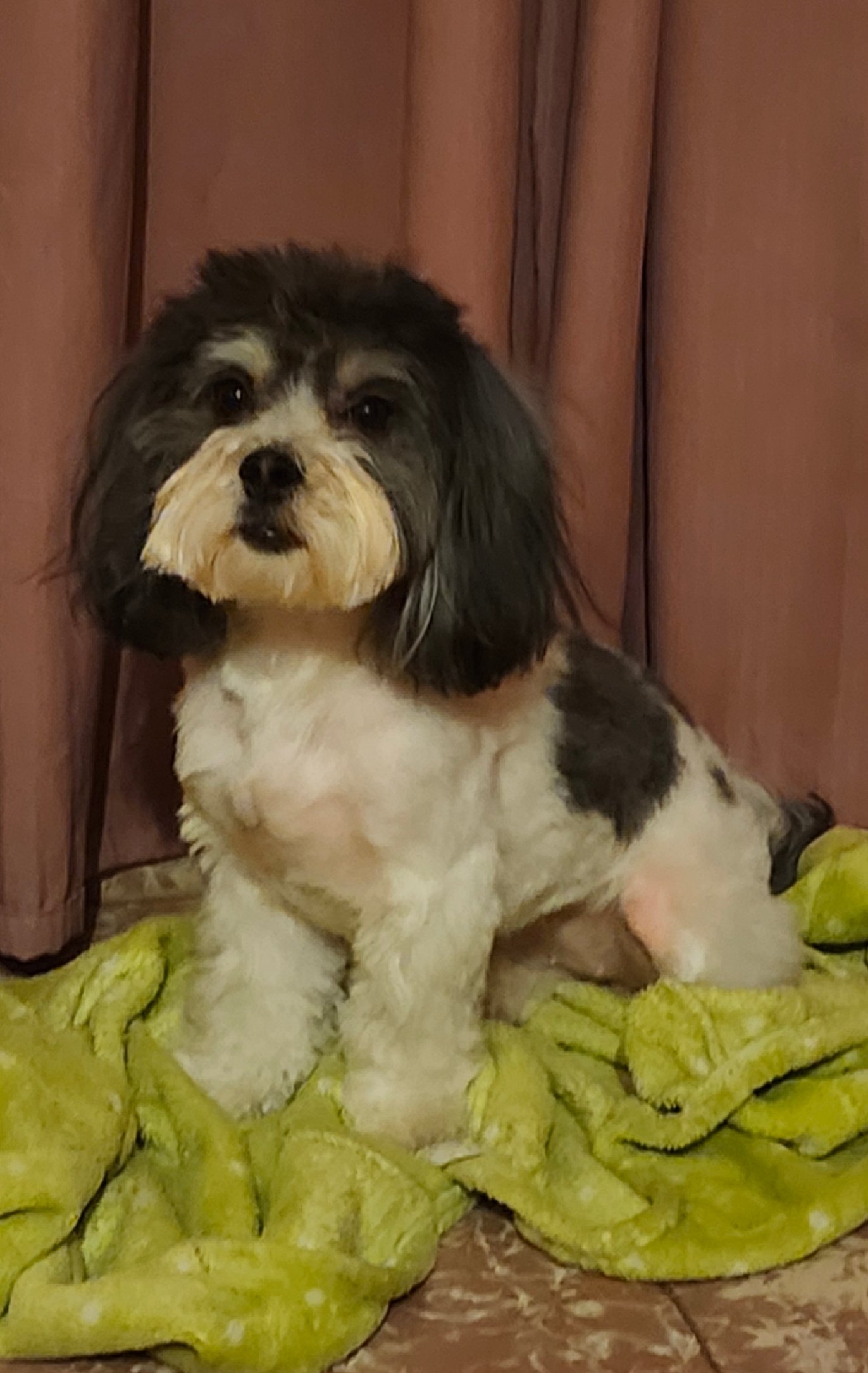 Foto de Manchitas/ Mona Mendez con microchip 990000012843949