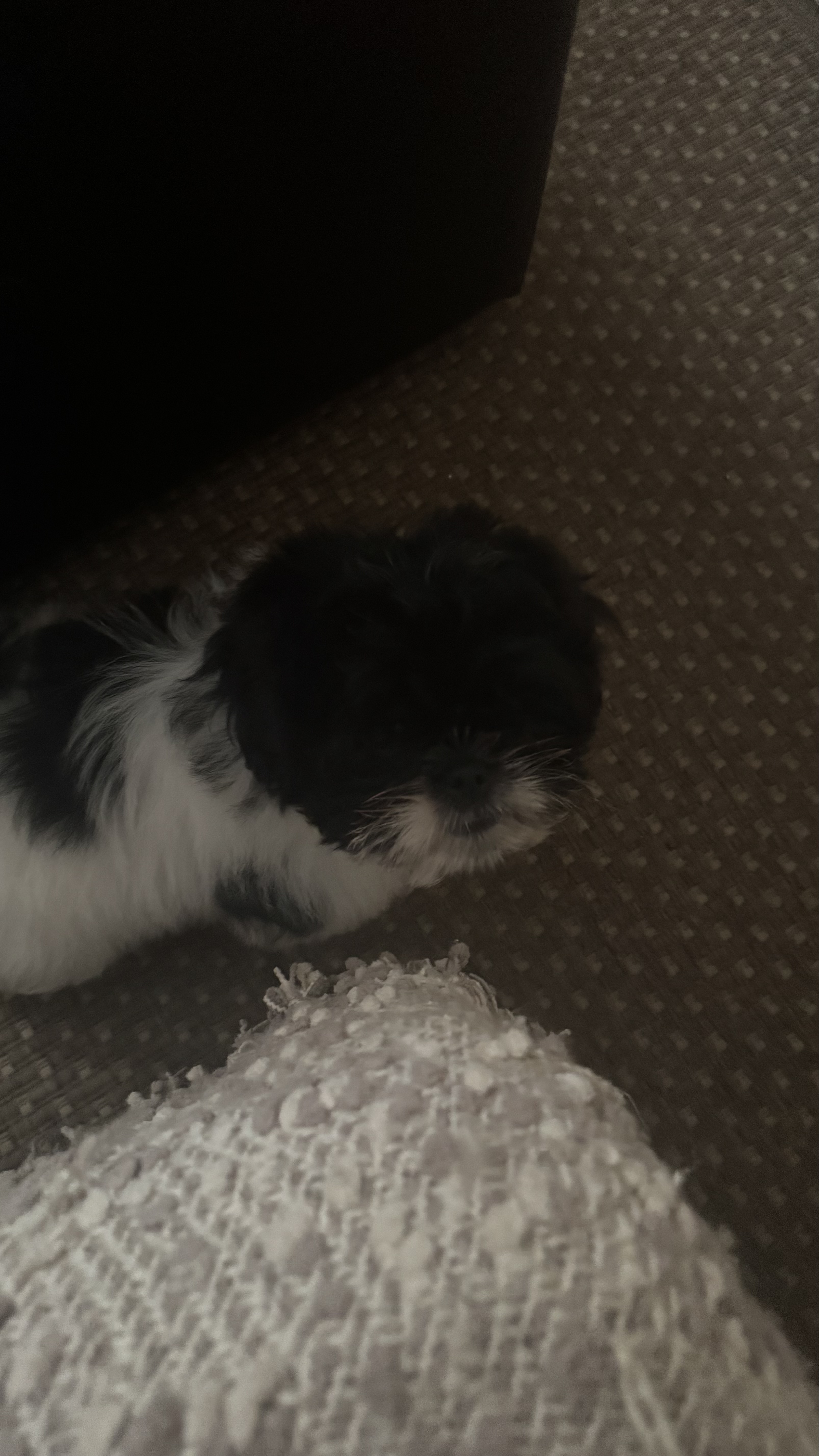 Foto de Chuleta con microchip 990000014537724