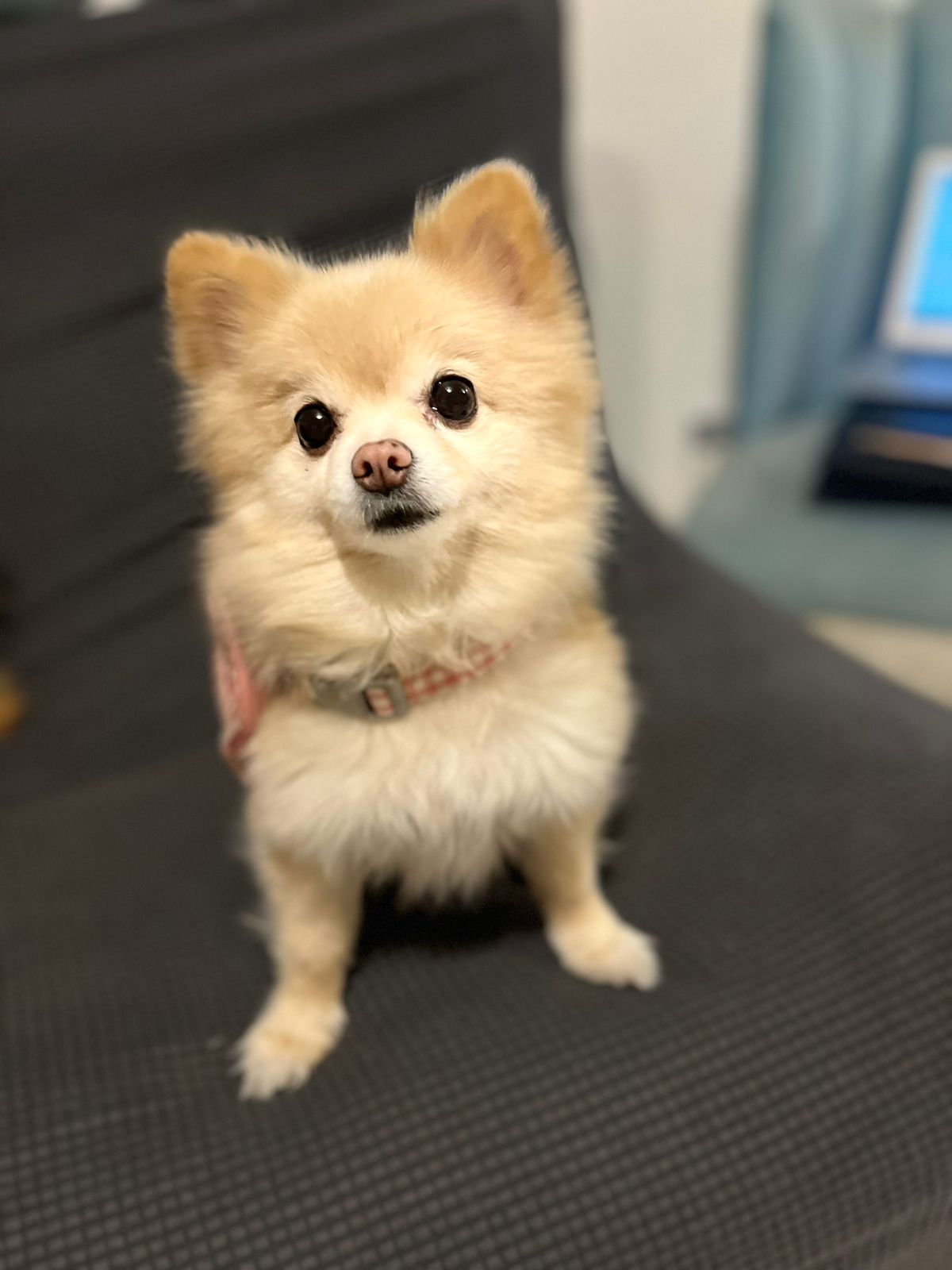 Foto de Chiquis con microchip 990000012846334