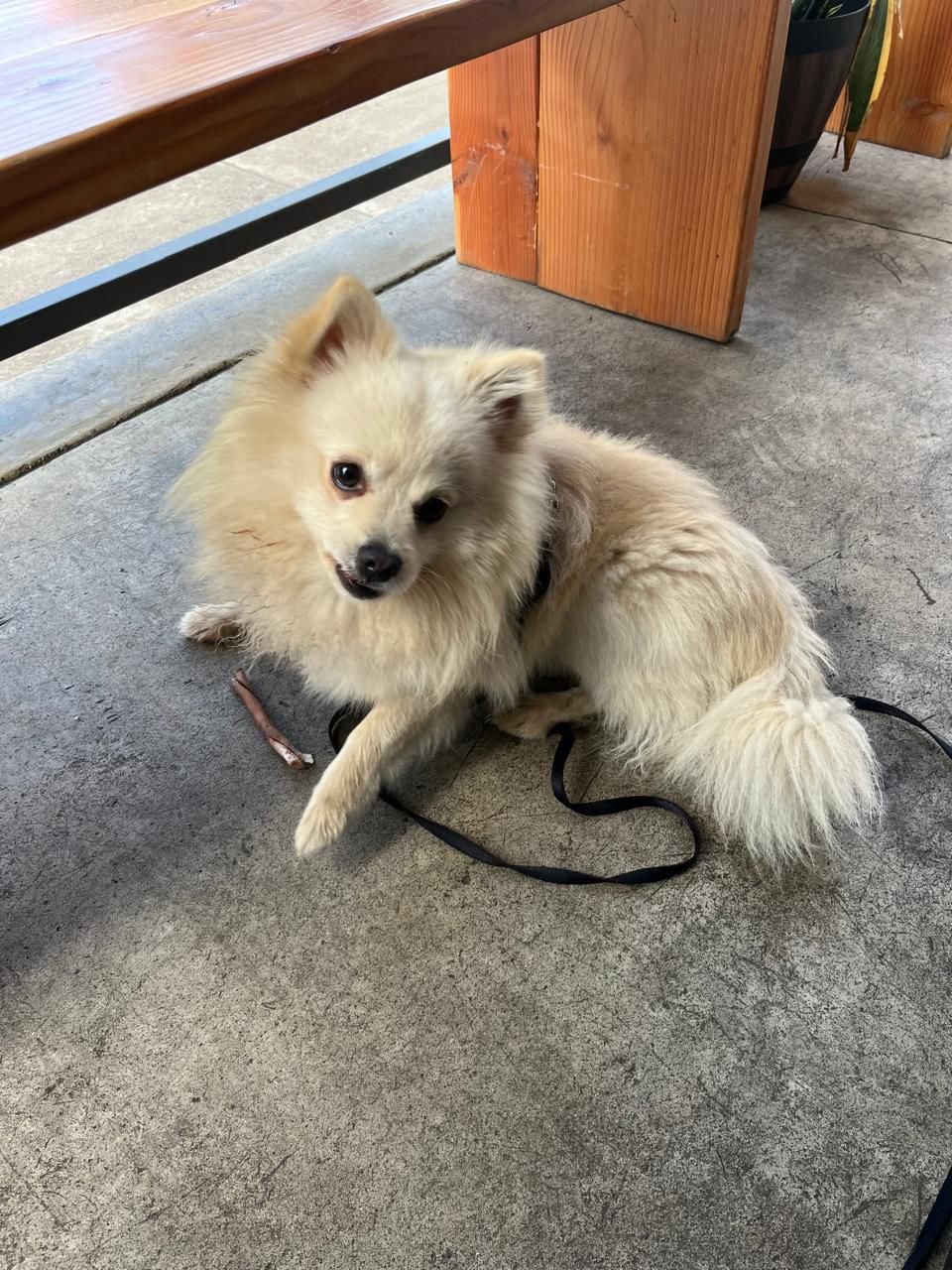 Foto de Pipo con microchip 990000012837278