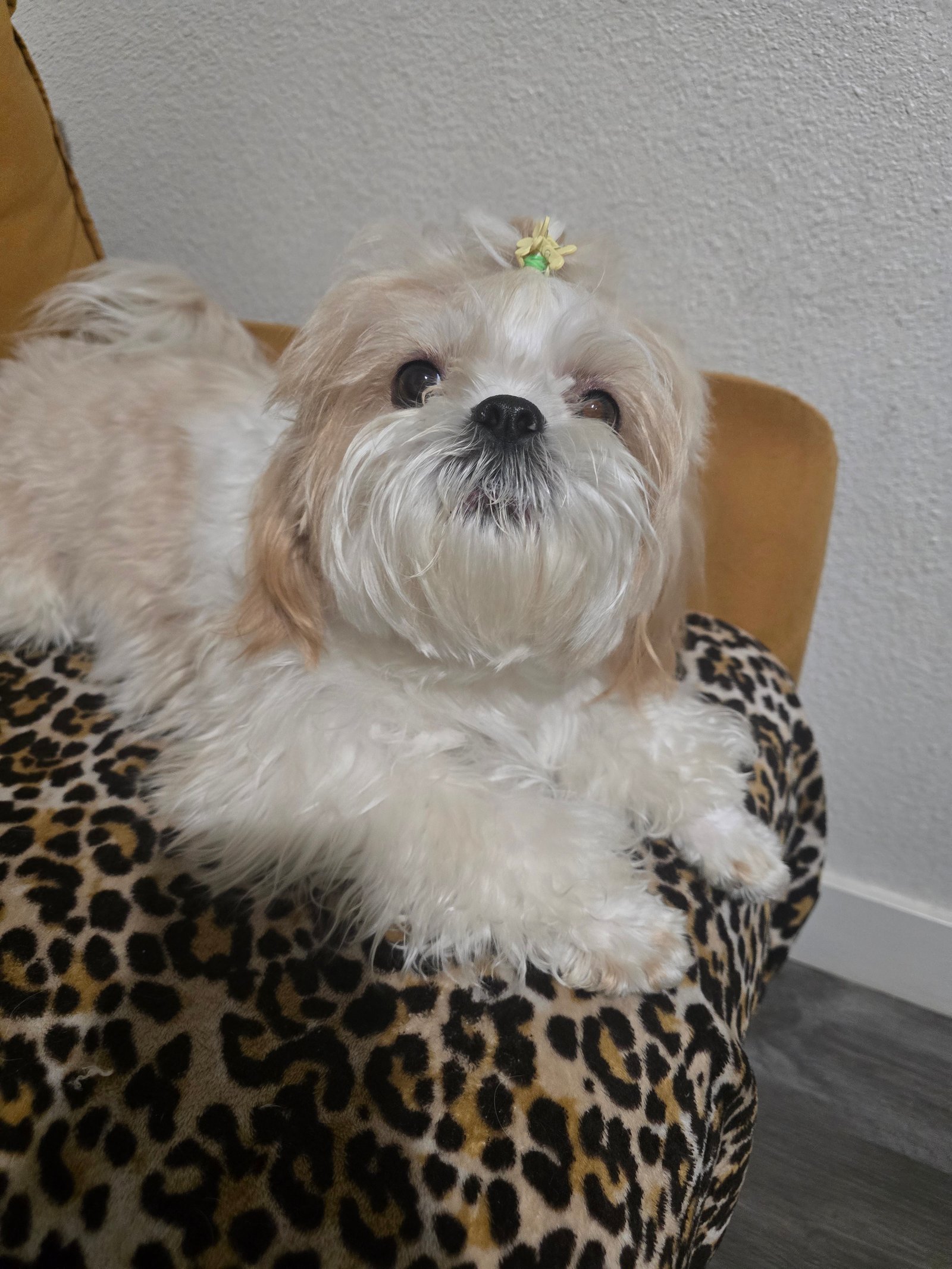 Foto de Pin pon con microchip 990000012825657