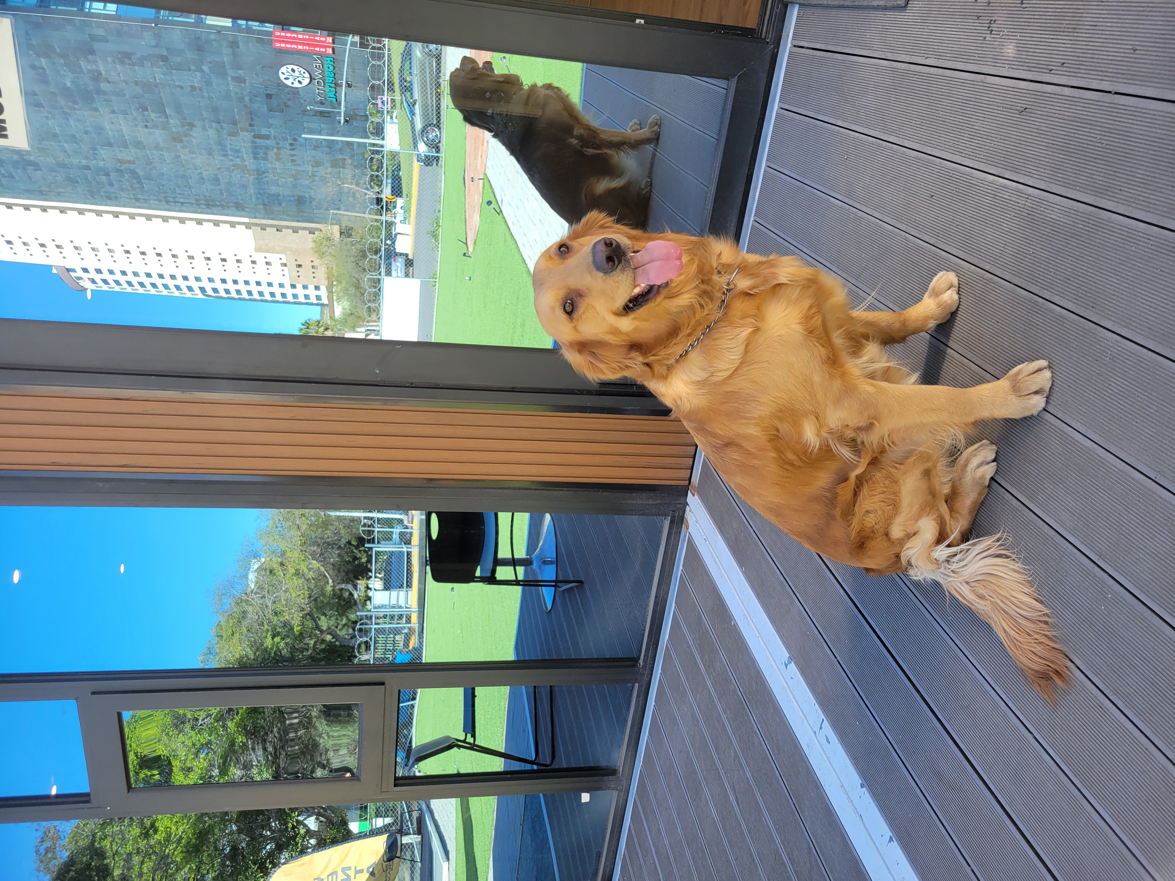 Foto de Gaia con microchip 990000014782862