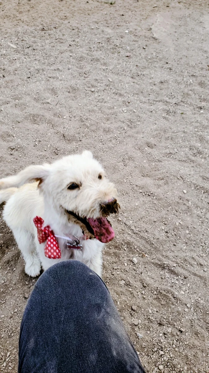 Foto de Luna con microchip 990000014535964