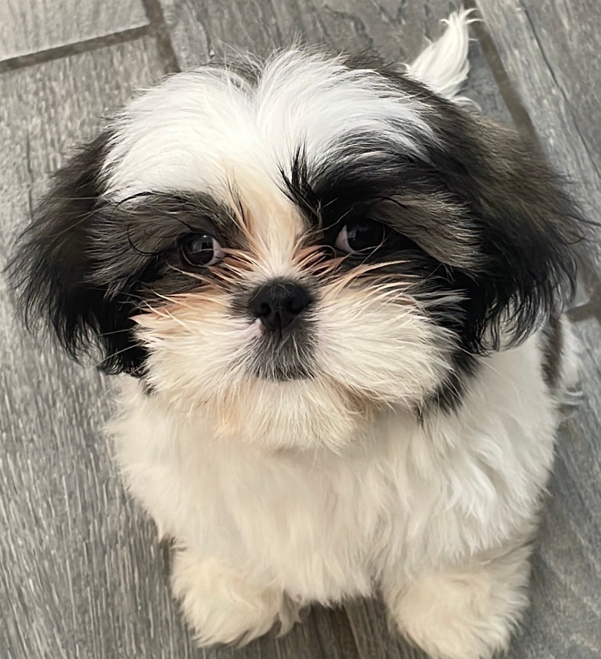 Foto de Lola con microchip 990000012837841