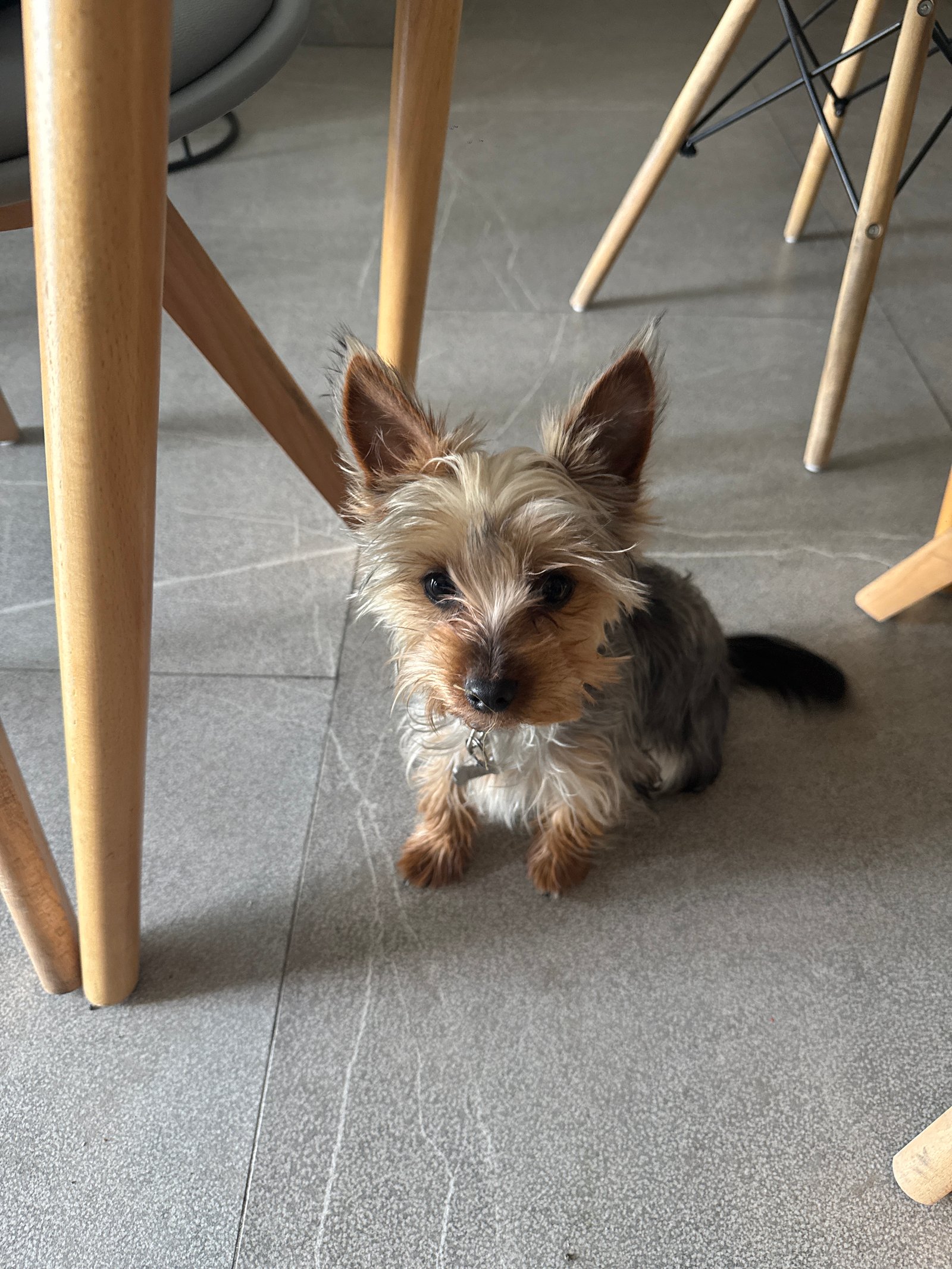 Foto de Enzo con microchip 990000012842790