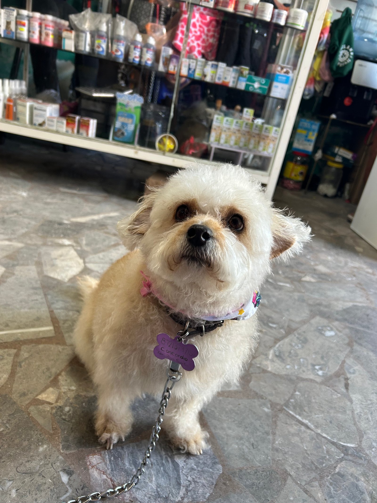 Foto de China Rios con microchip 990000014162678