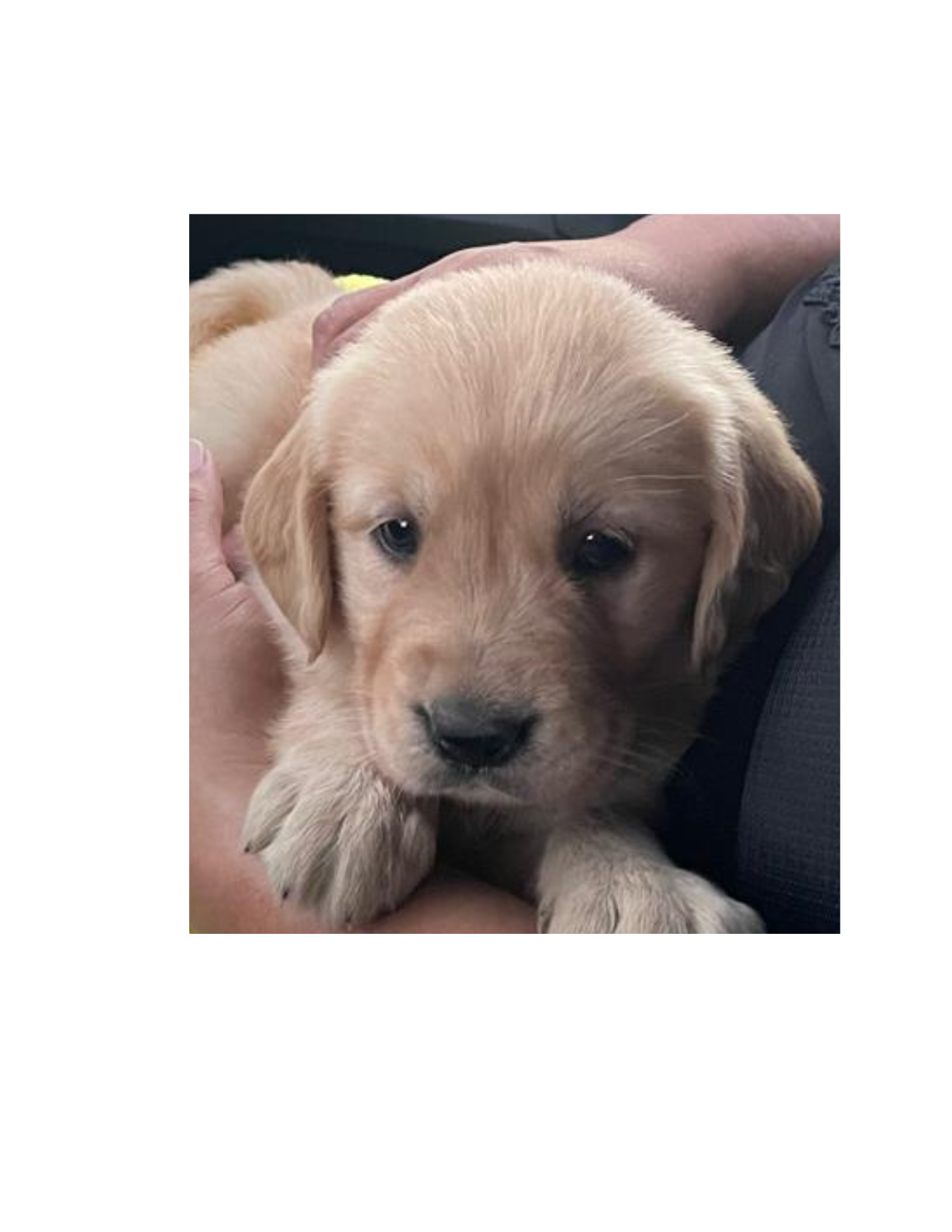 Foto de Maple con microchip 990000014536541