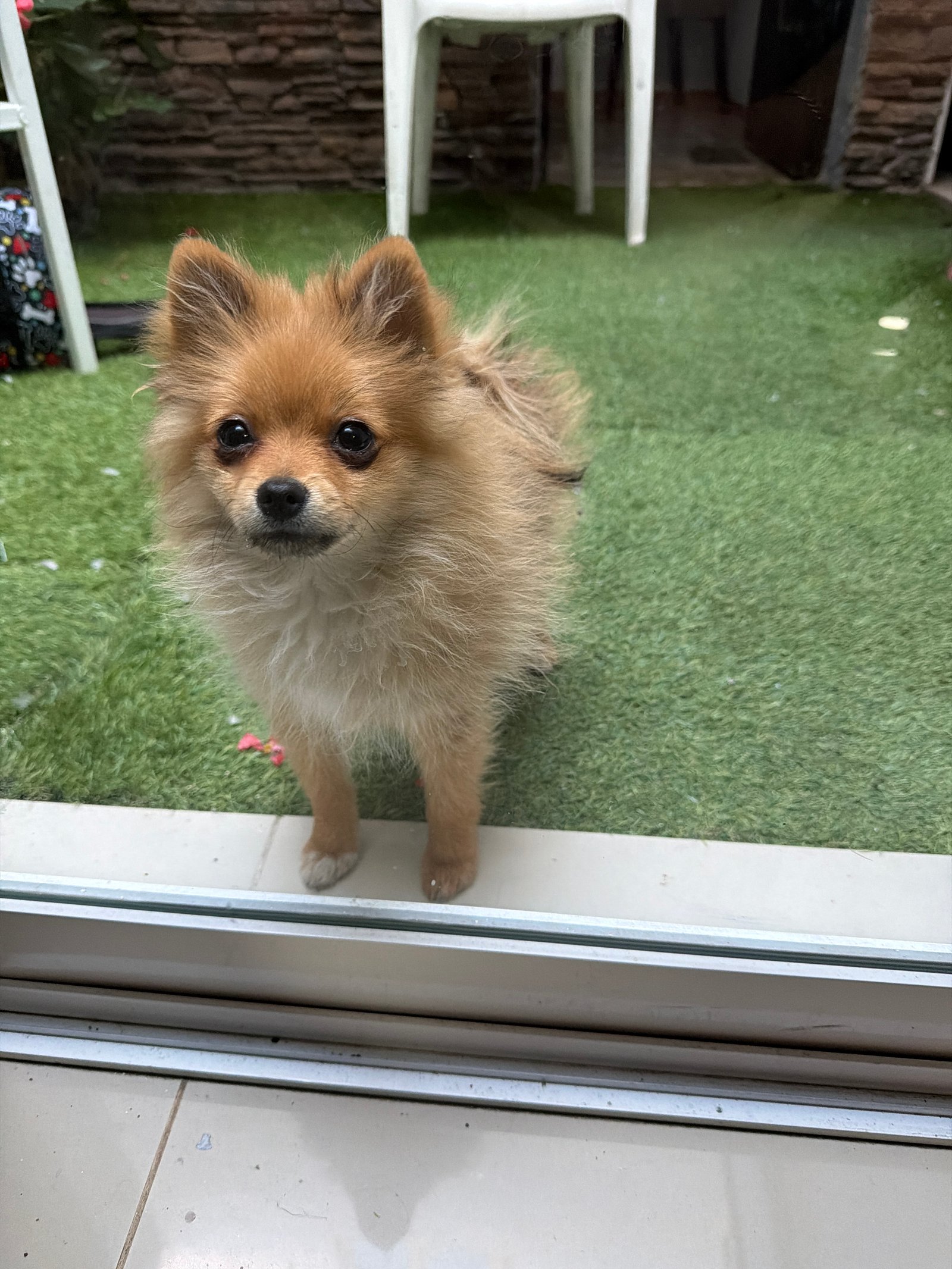 Foto de Chiquitin con microchip 990000012845614
