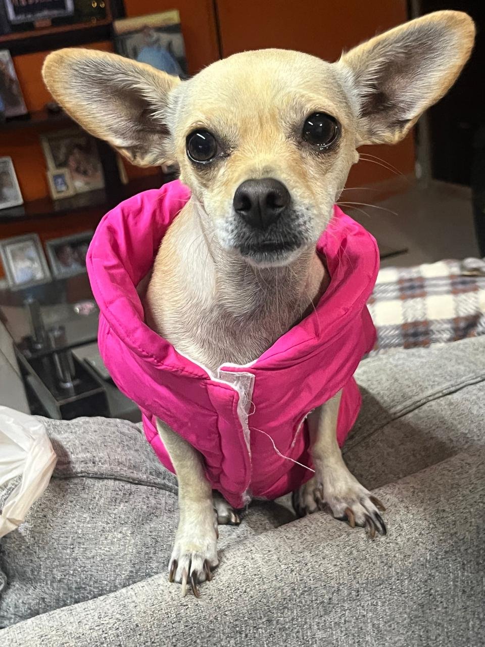 Foto de Zuki con microchip 990000014110170