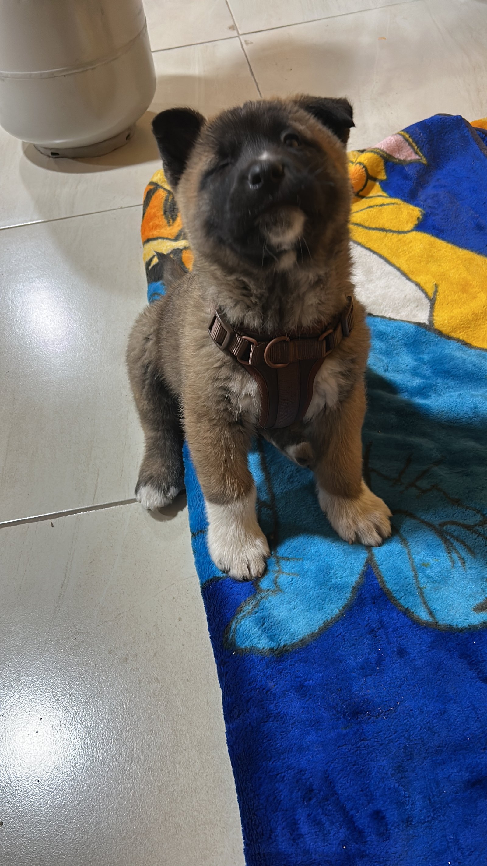 Foto de Ares con microchip 990000014539830
