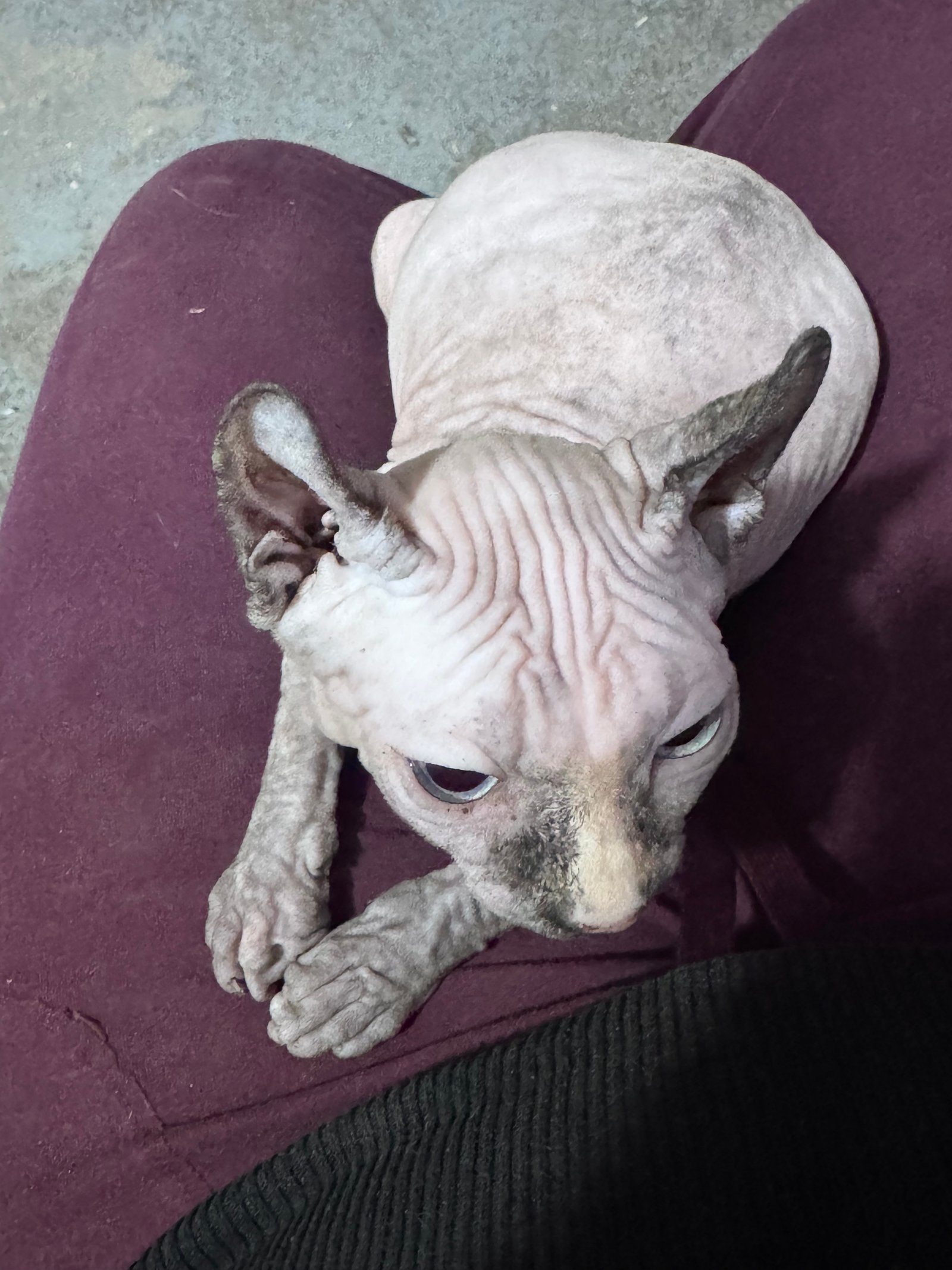 Foto de Artemisa con microchip 990000014778216