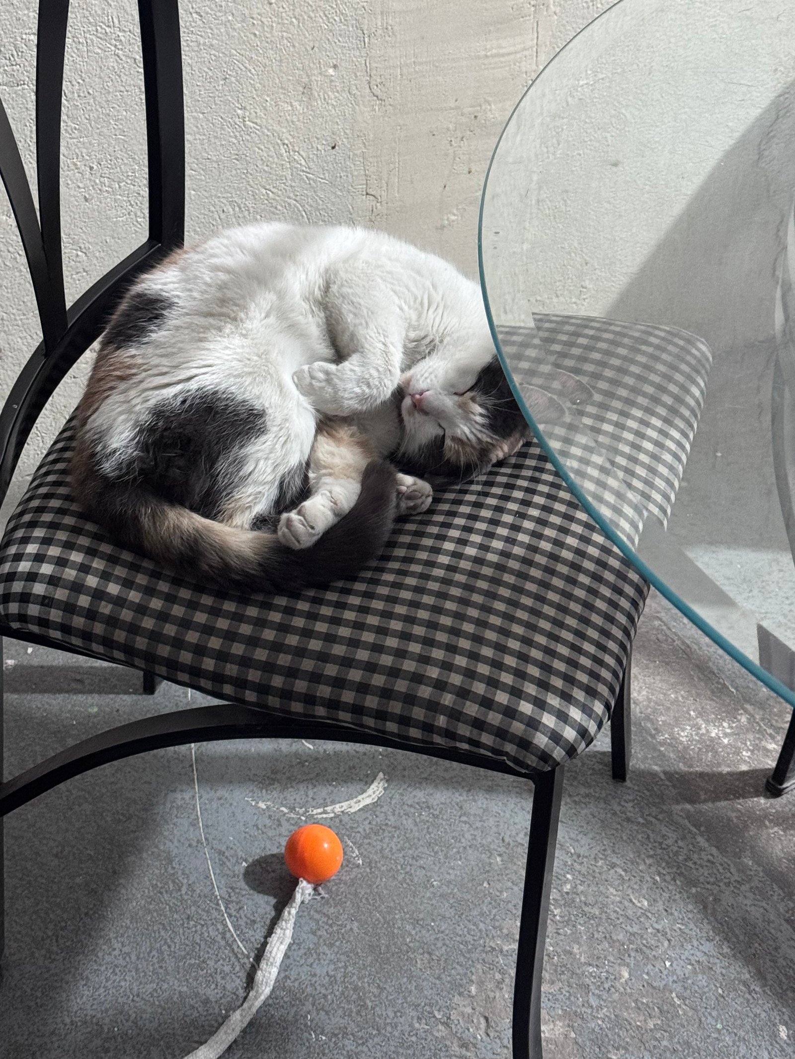 Foto de Akira con microchip 990000014777107