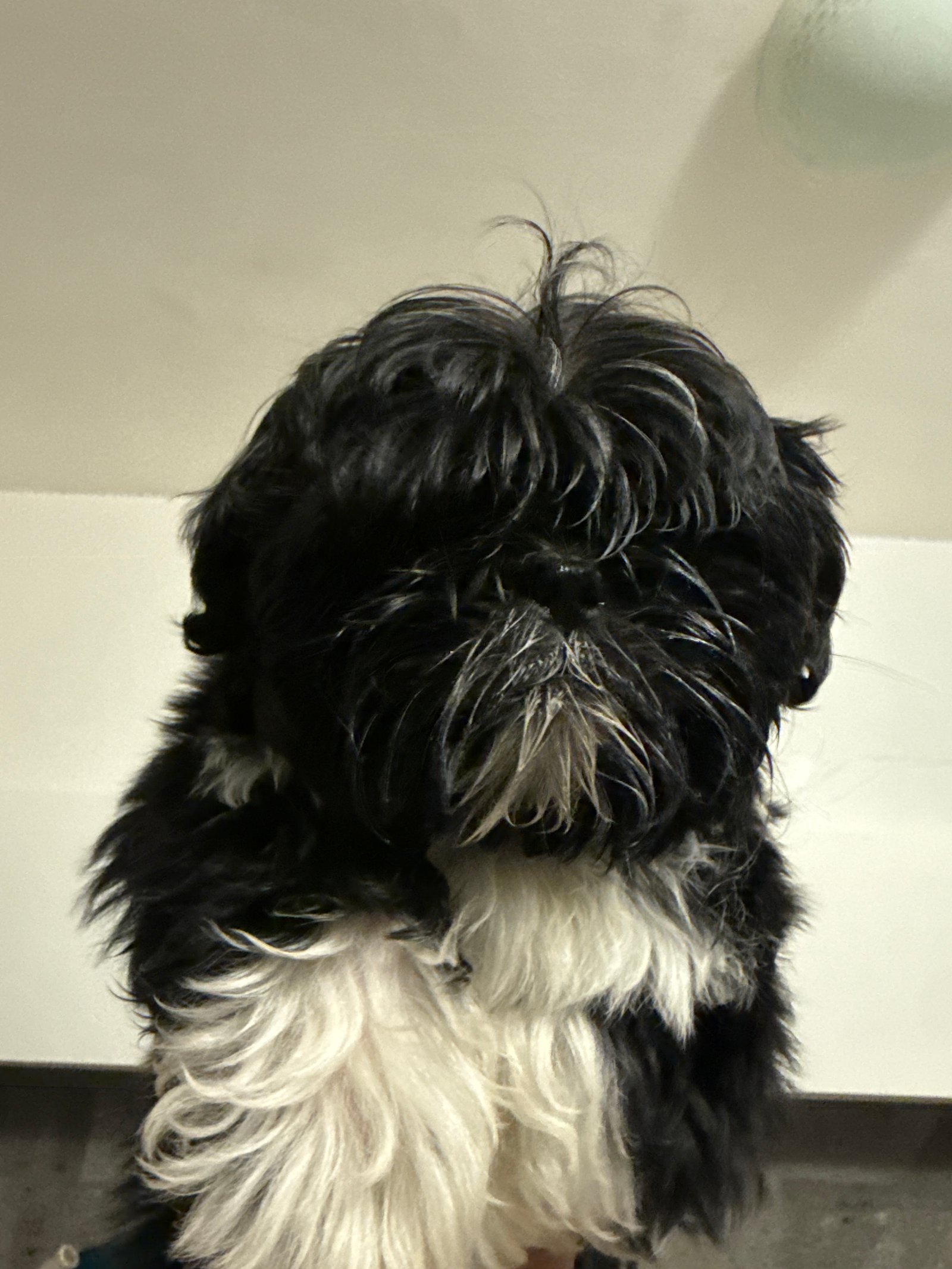 Foto de Marcelo con microchip 990000014540080