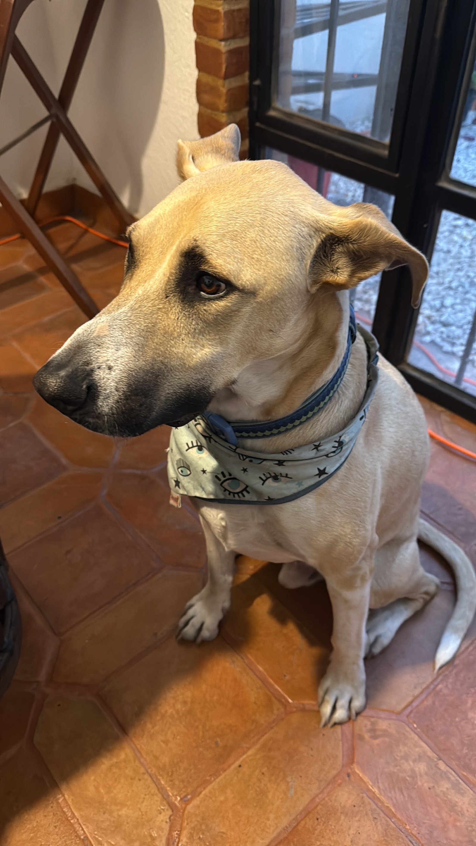 Foto de Guero con microchip 990000014163415