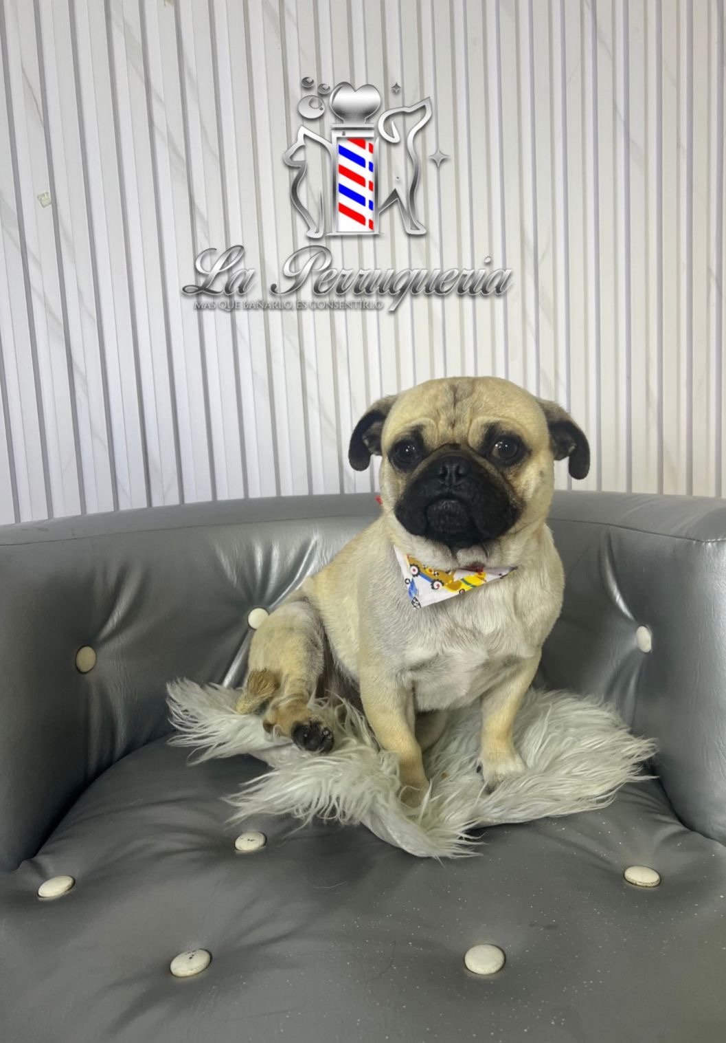 Foto de Guapo con microchip 990000014536138
