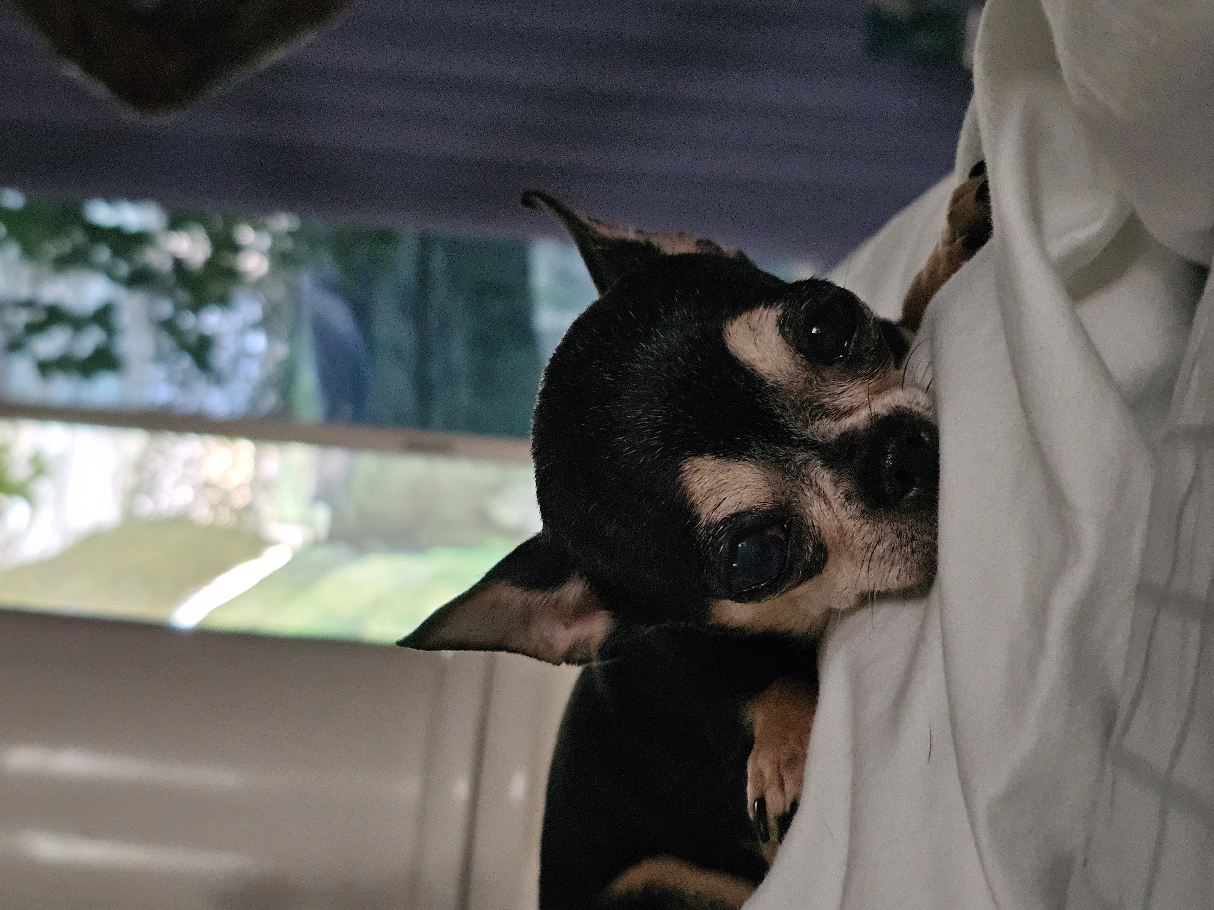 Foto de Krispy con microchip 990000014771099