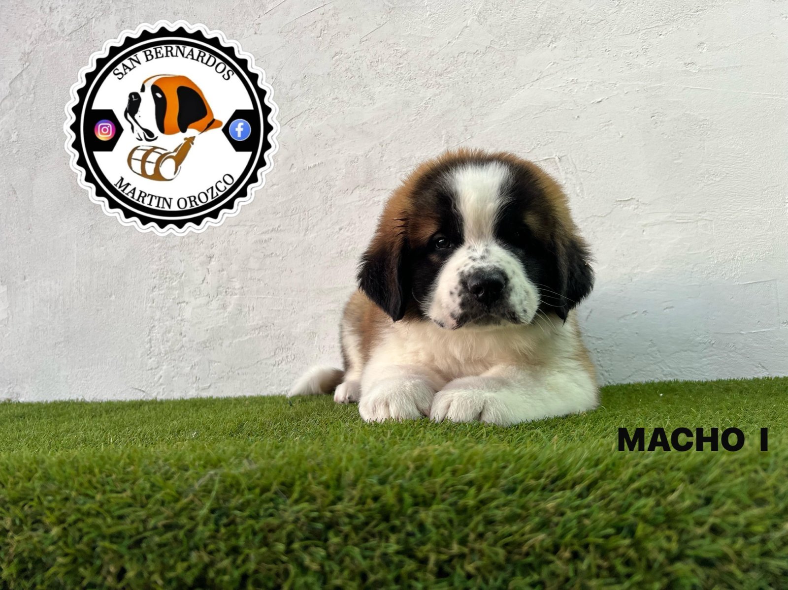 Foto de Macho con microchip 900263000747438