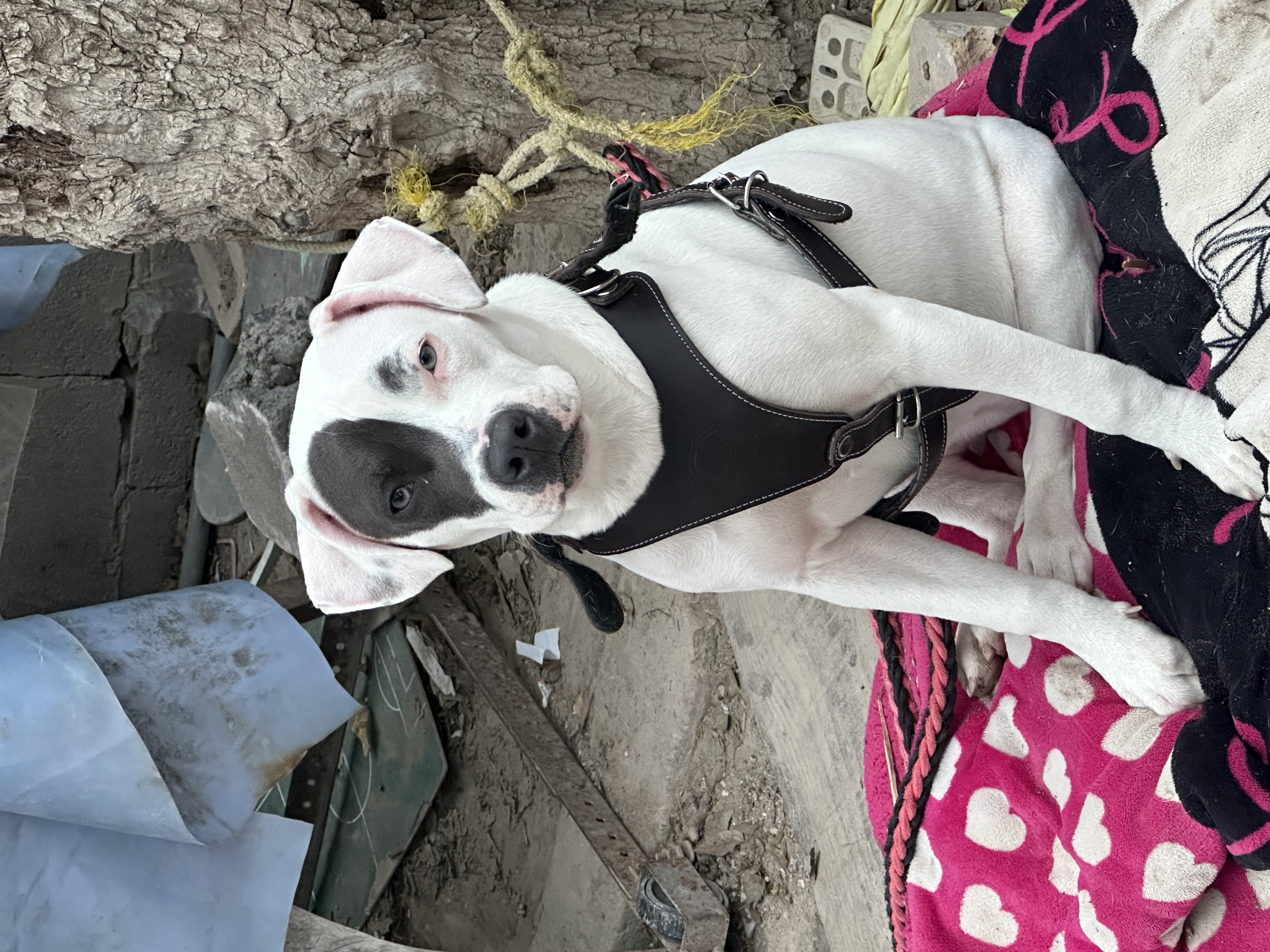Foto de Nieves con microchip 990000012836363