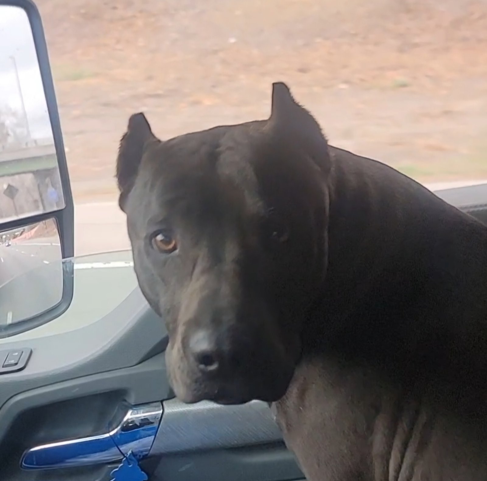 Foto de Shadow con microchip 990000012849552