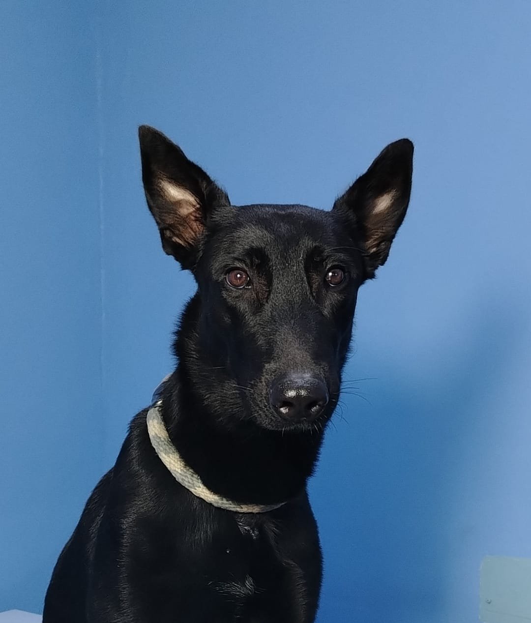 Foto de Yaqui con microchip 990000014777466