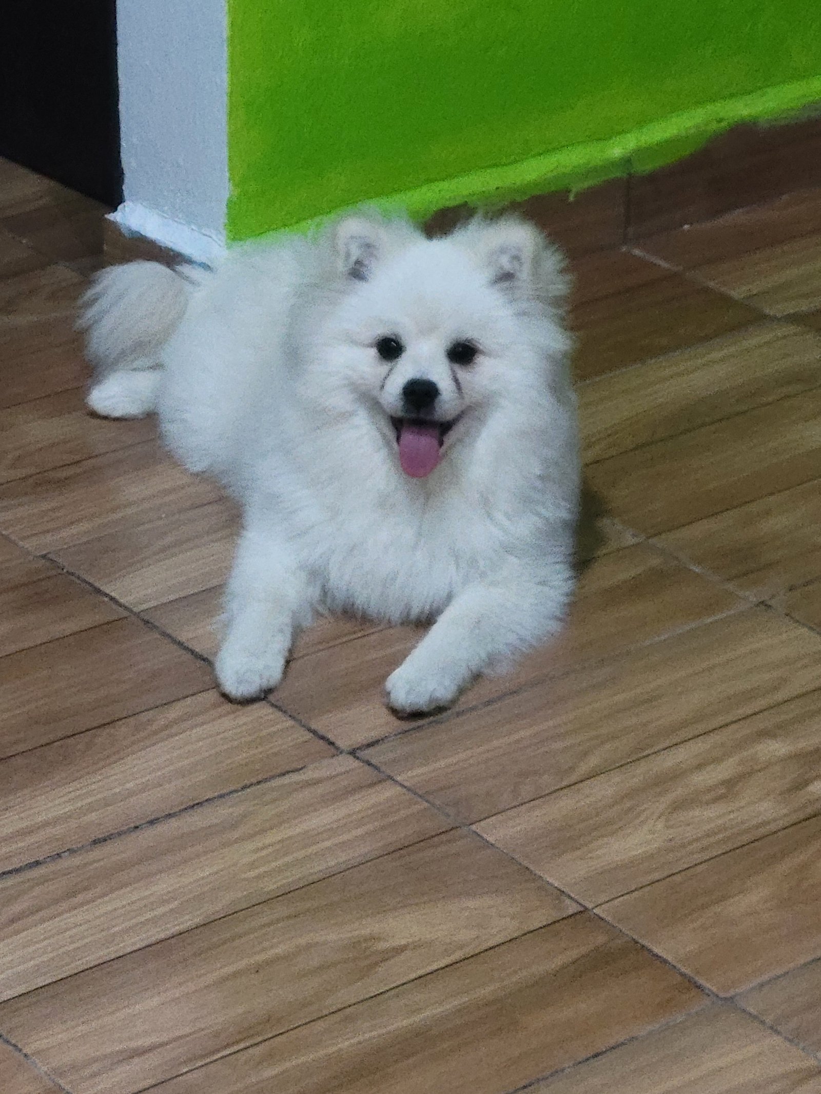Foto de Simba con microchip 990000014539643
