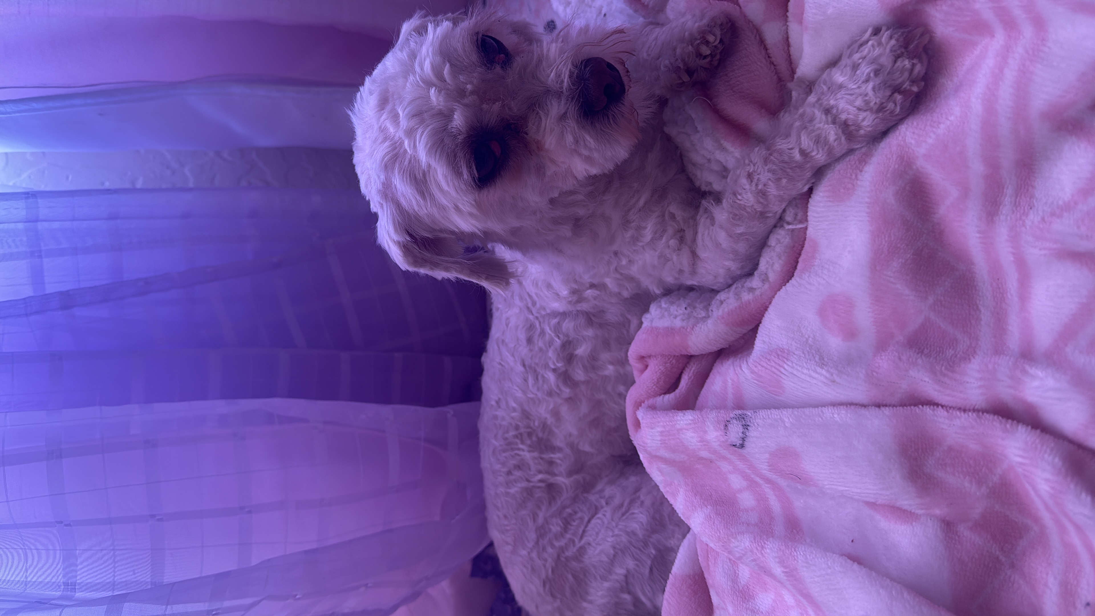 Foto de Prada con microchip 990000012824745