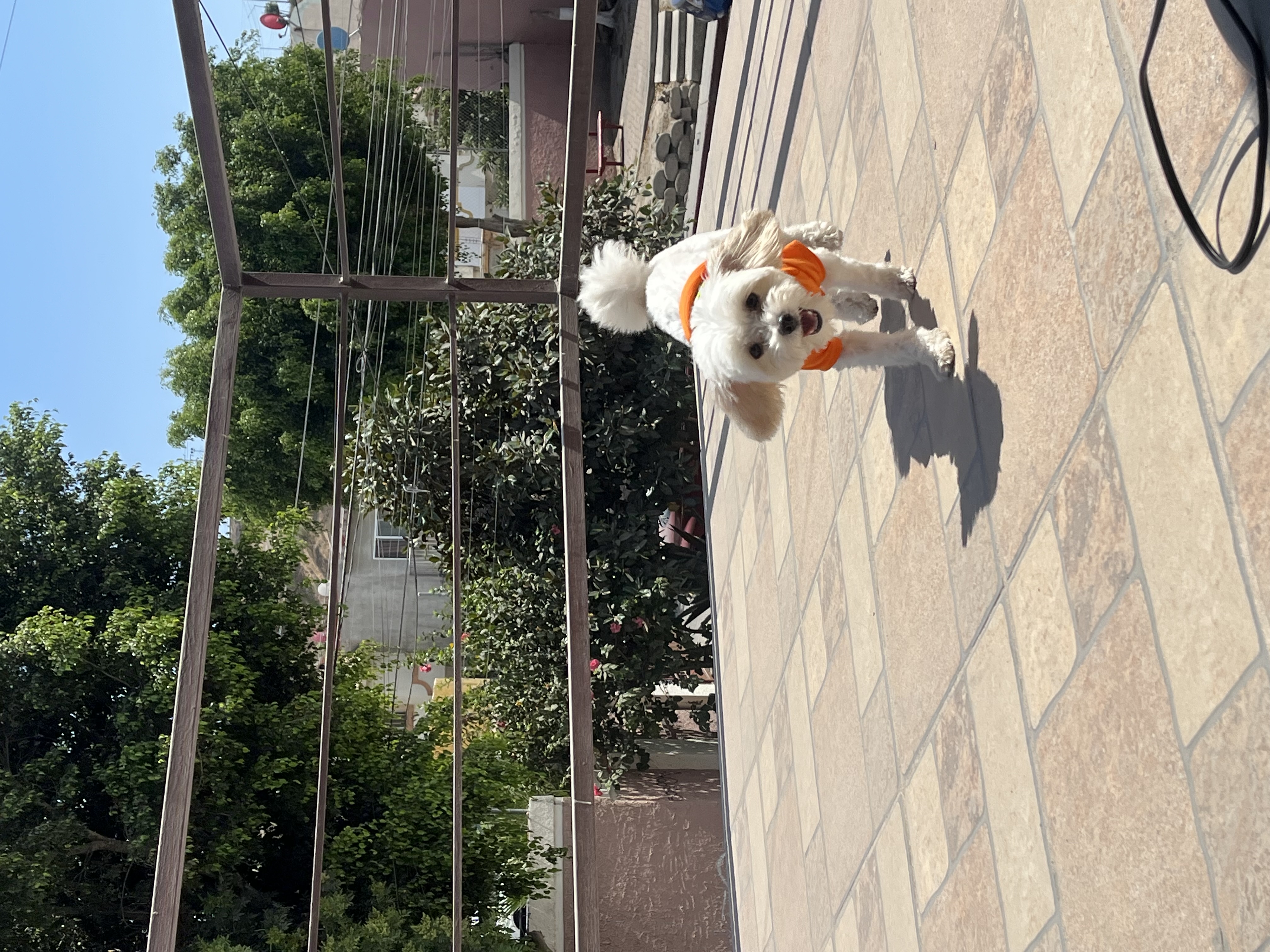 Foto de Bompi con microchip 990000014164708