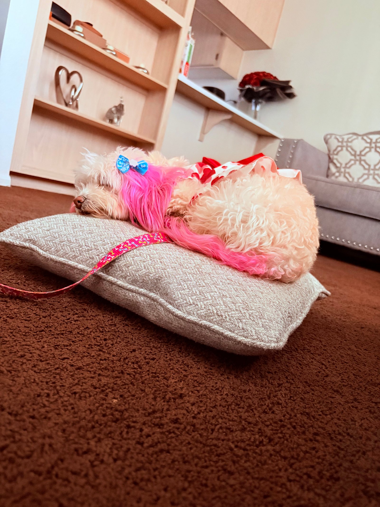 Foto de Layla con microchip 990000012824035