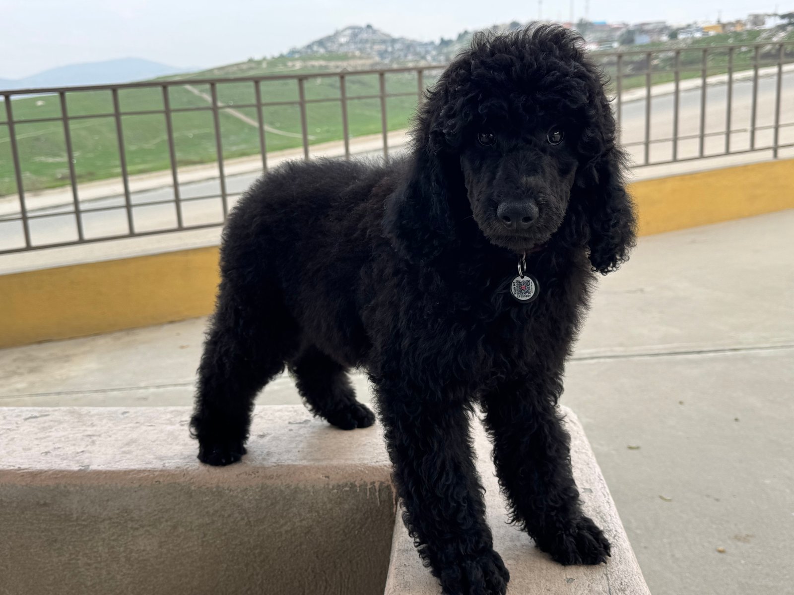 Foto de Bruno con microchip 990000012837610
