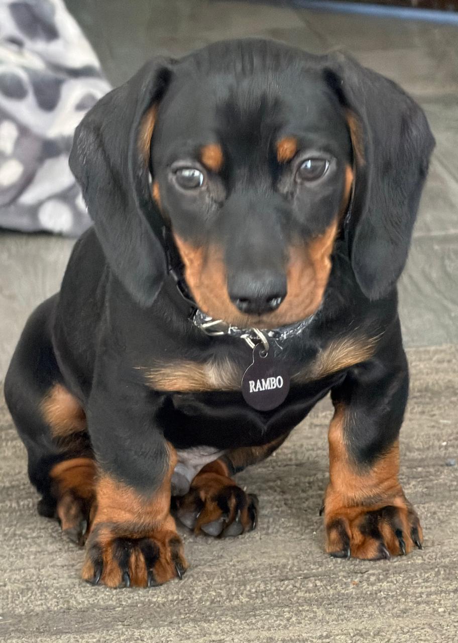 Foto de RAMBO con microchip 990000014775019