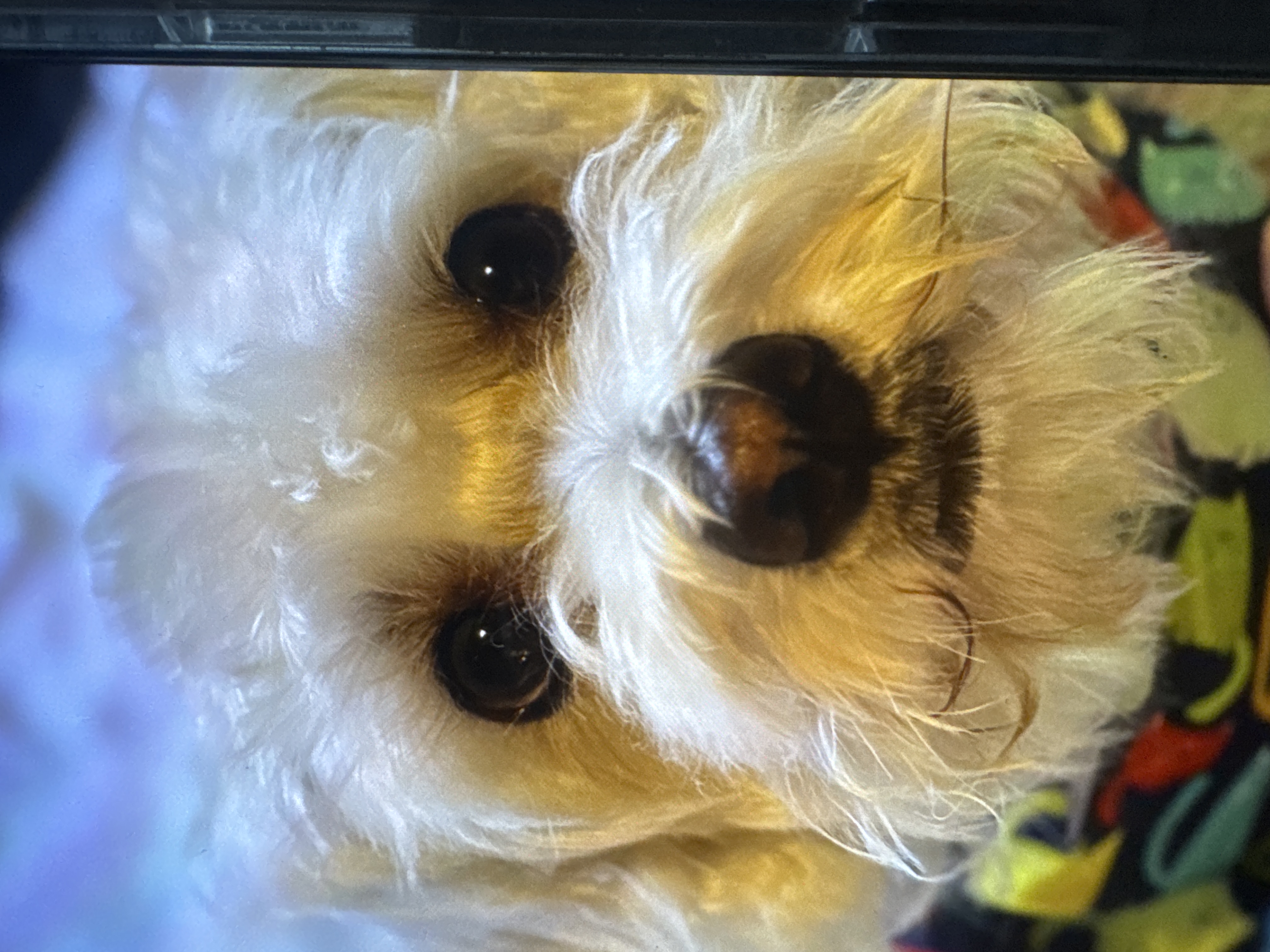 Foto de Sponchy con microchip 990000012848919