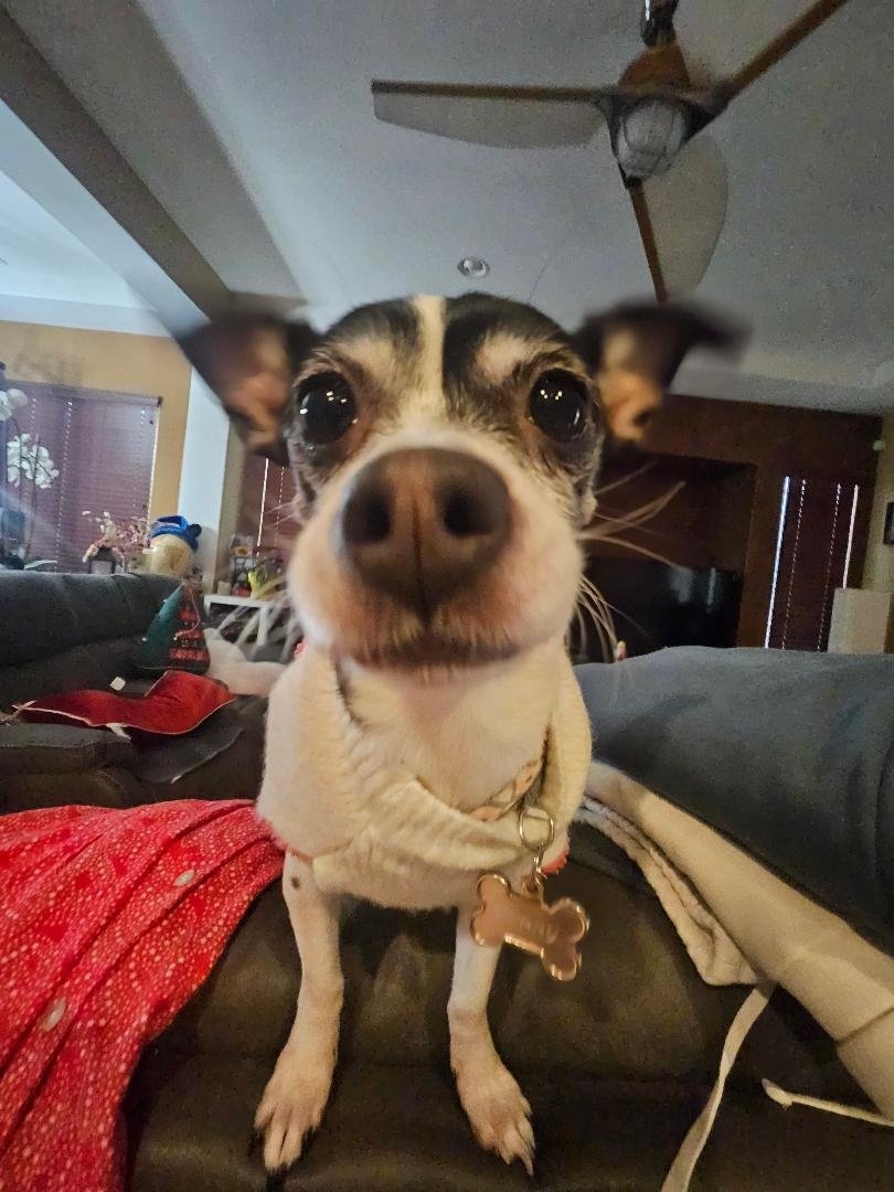 Foto de PENNY con microchip 990000014777842