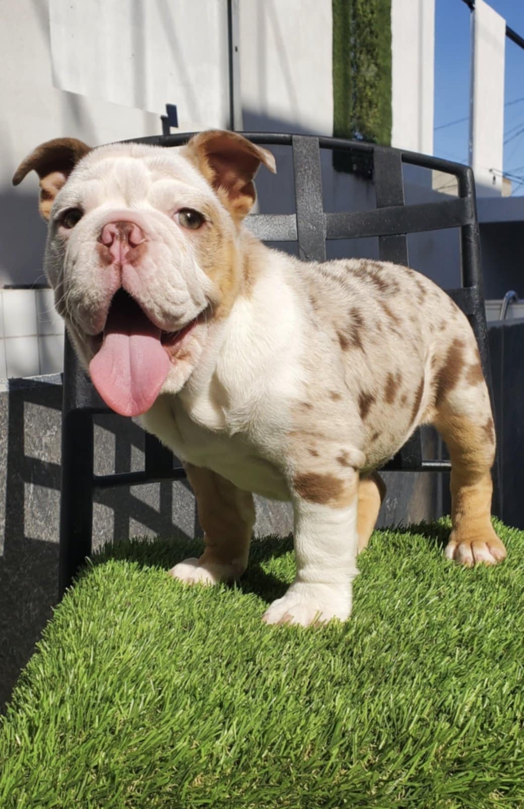 Foto de Kiara con microchip 990000014539567