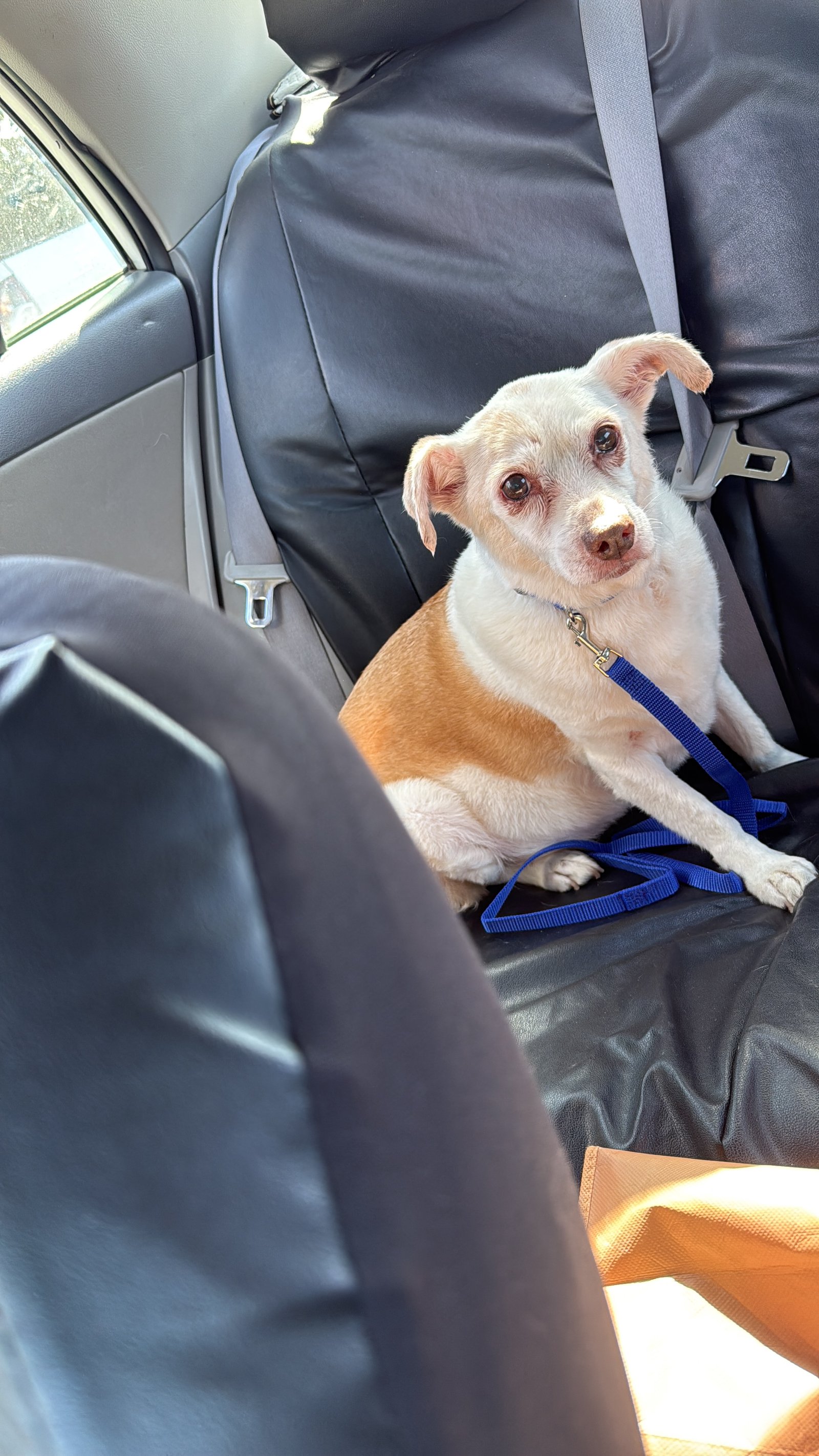 Foto de Amina con microchip 990000014536181