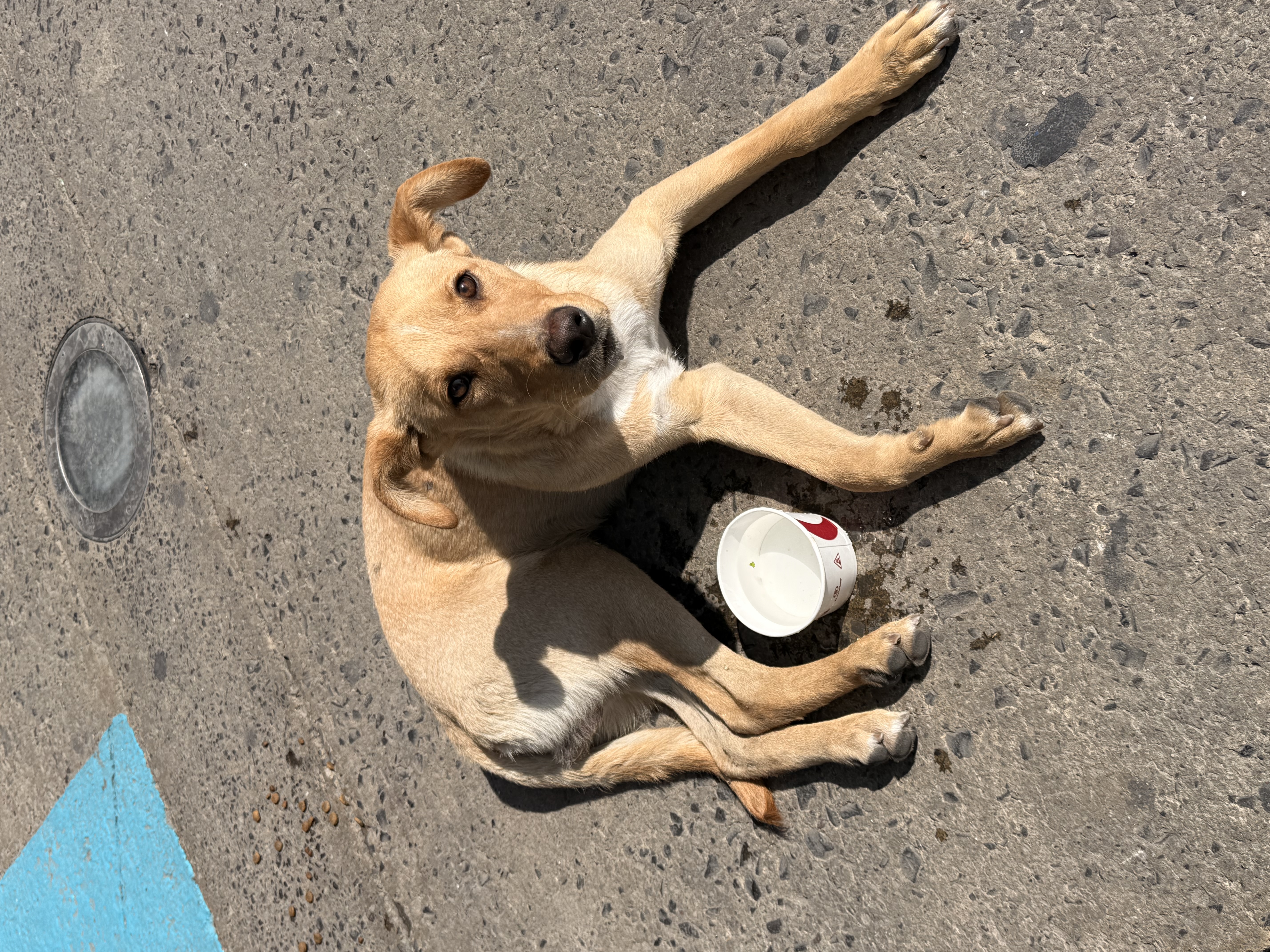 Foto de streets con microchip 990000014163608