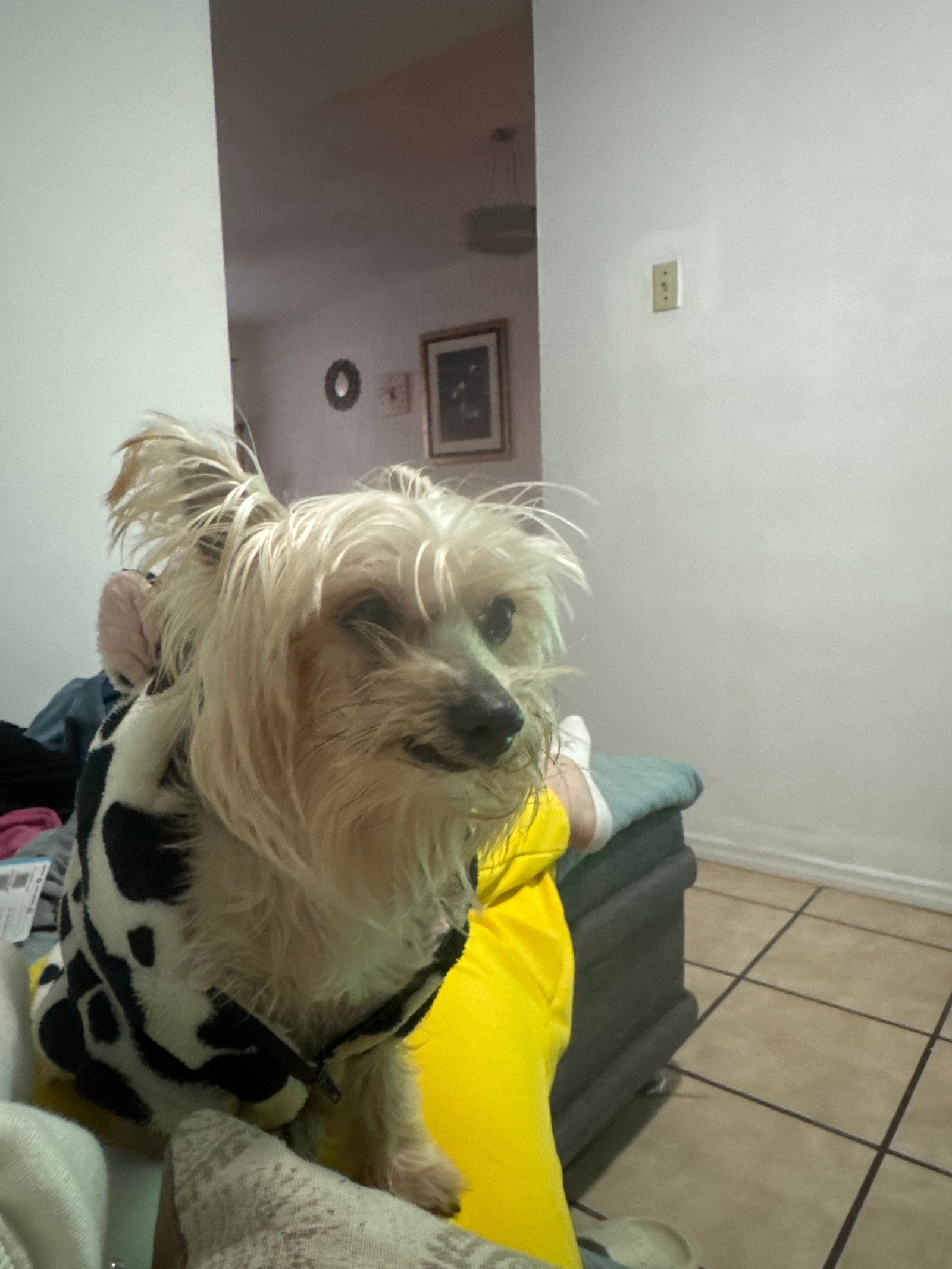 Foto de Sasha con microchip 990000014540393