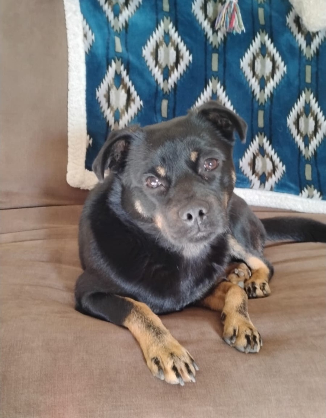 Foto de COOKIE con microchip 990000012843490