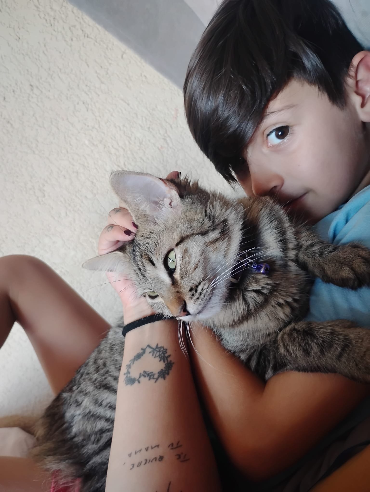Foto de Sansa con microchip 990000012846356