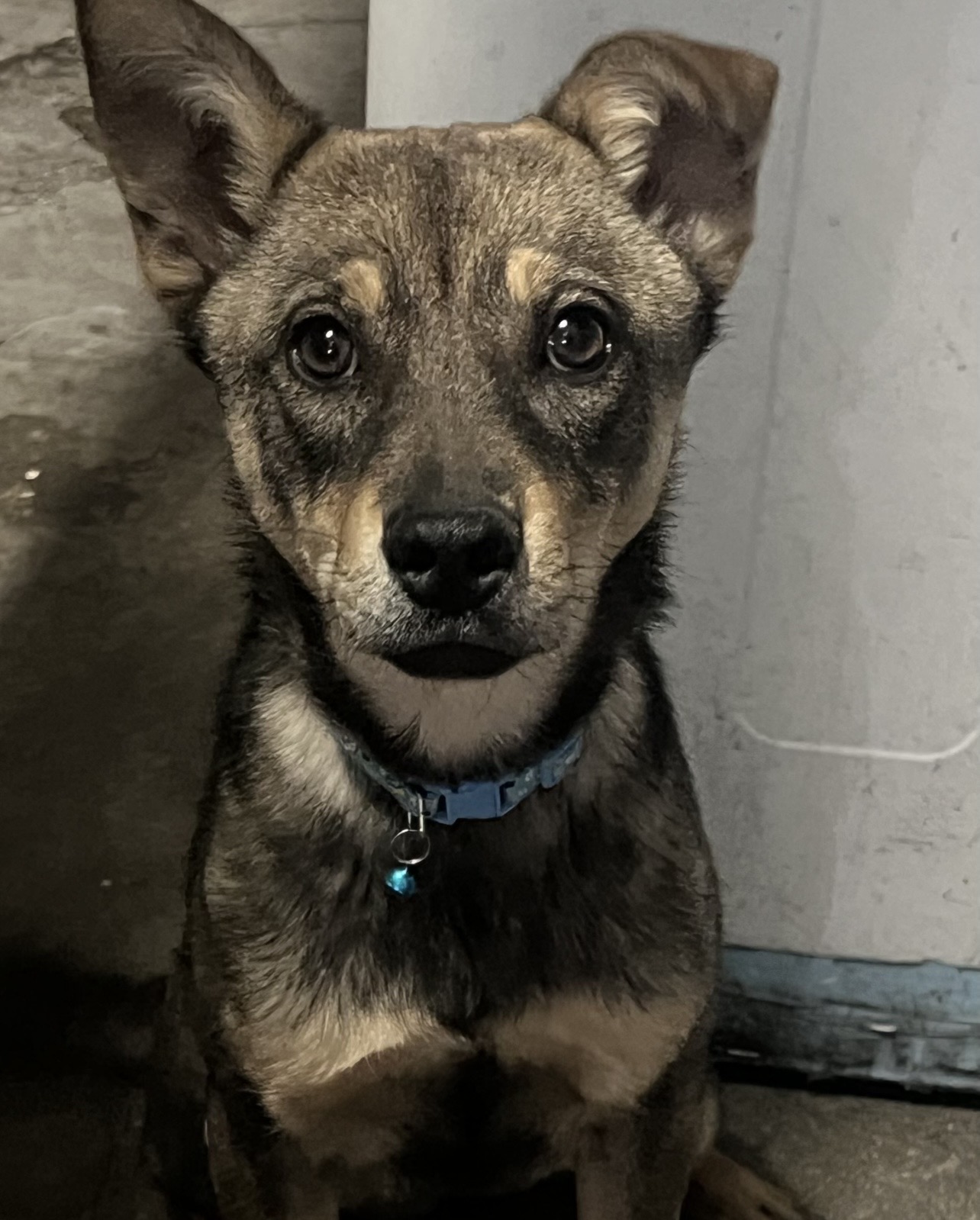 Foto de Thor con microchip 900255000168258