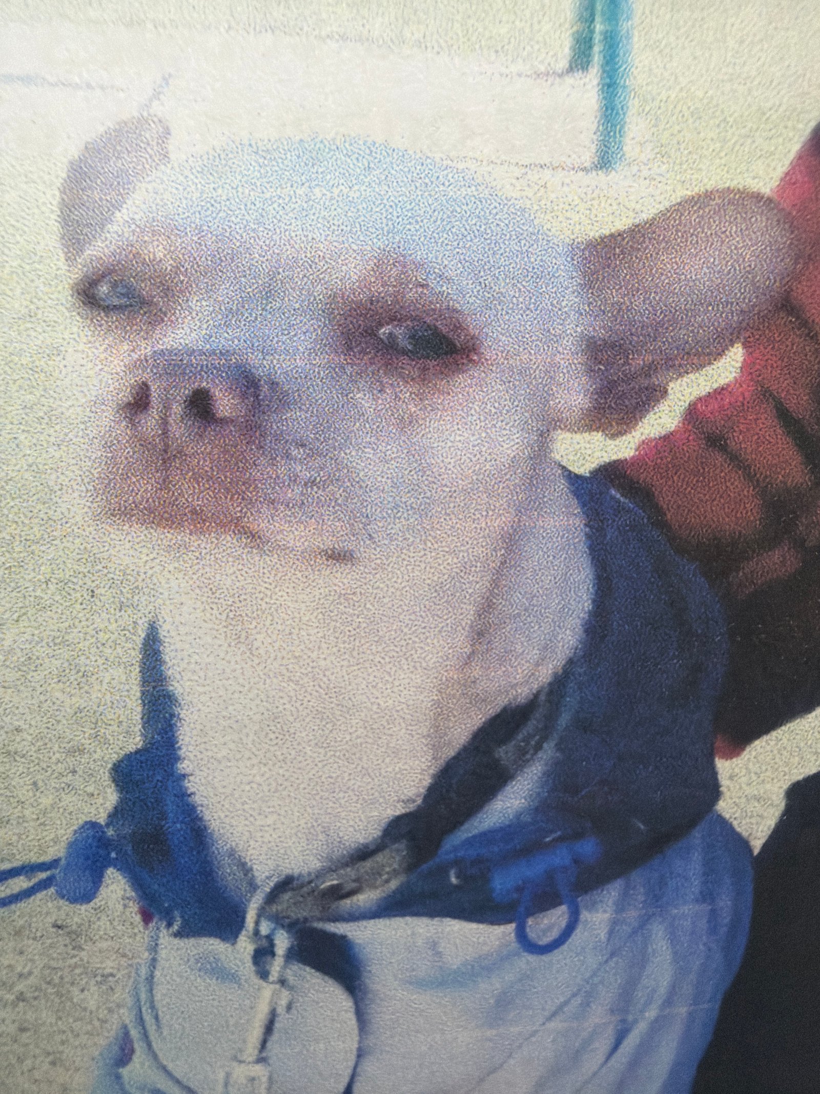 Foto de Jake con microchip 990000014165024