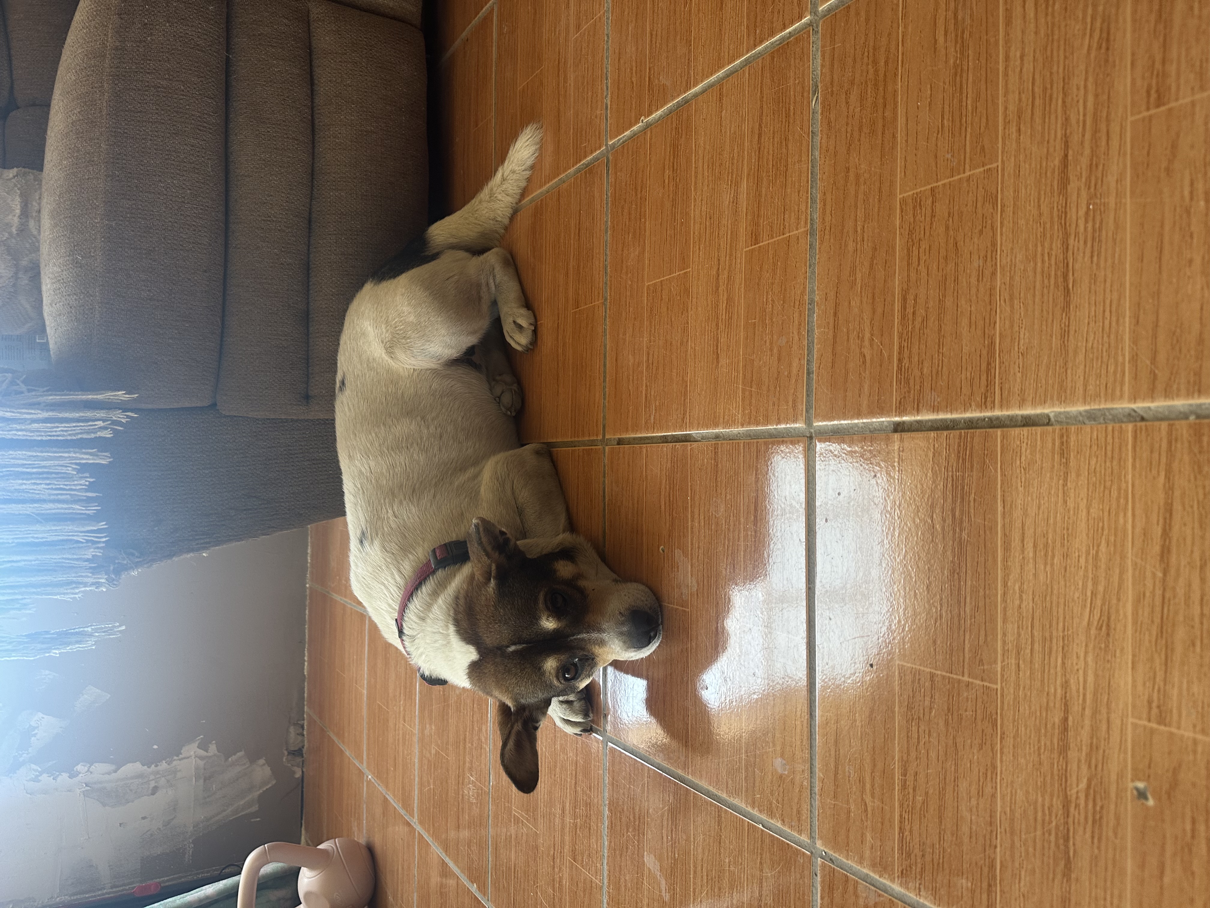 Foto de Bobby con microchip 990000012827087