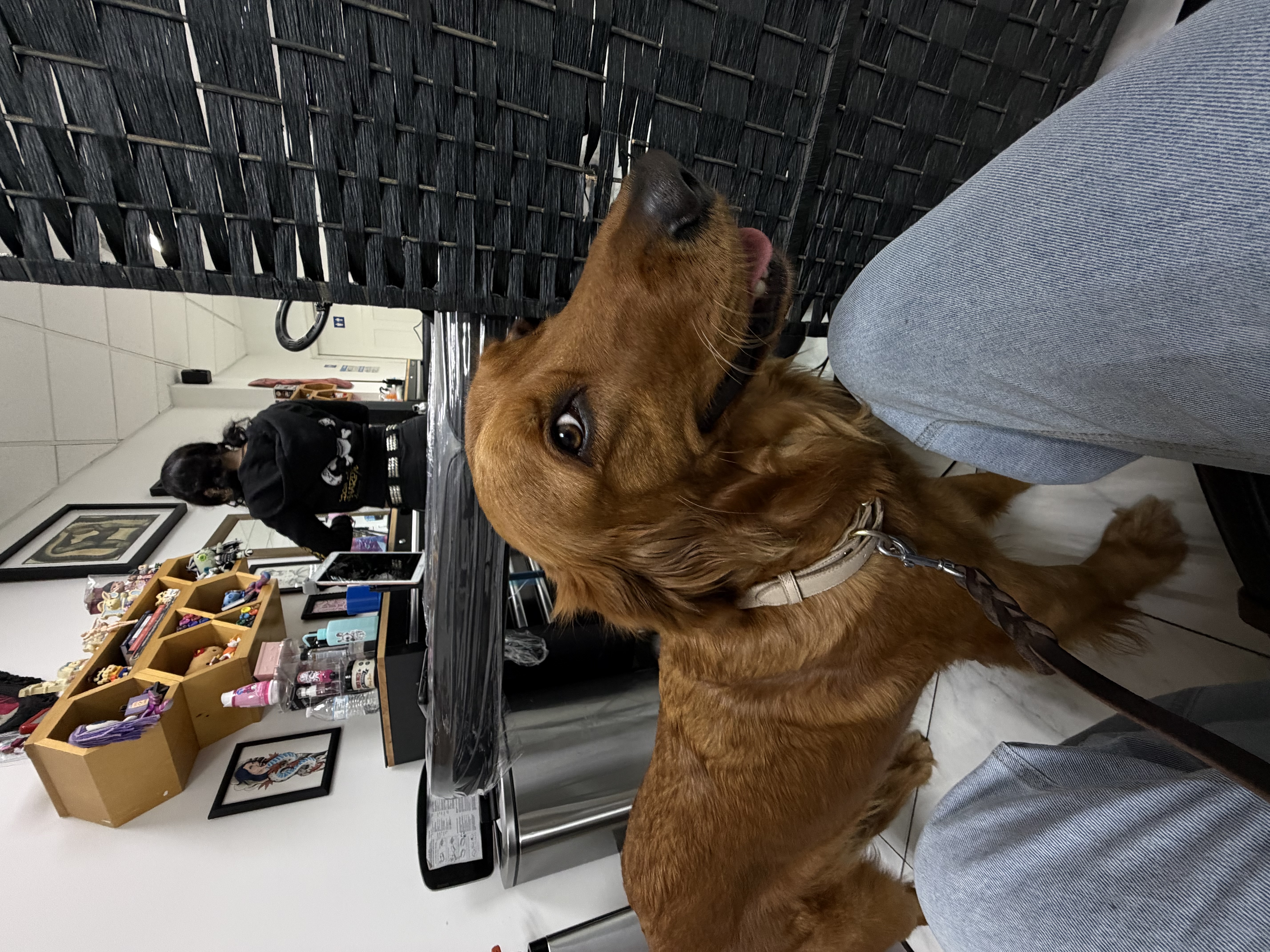 Foto de Bela con microchip 990000014772238