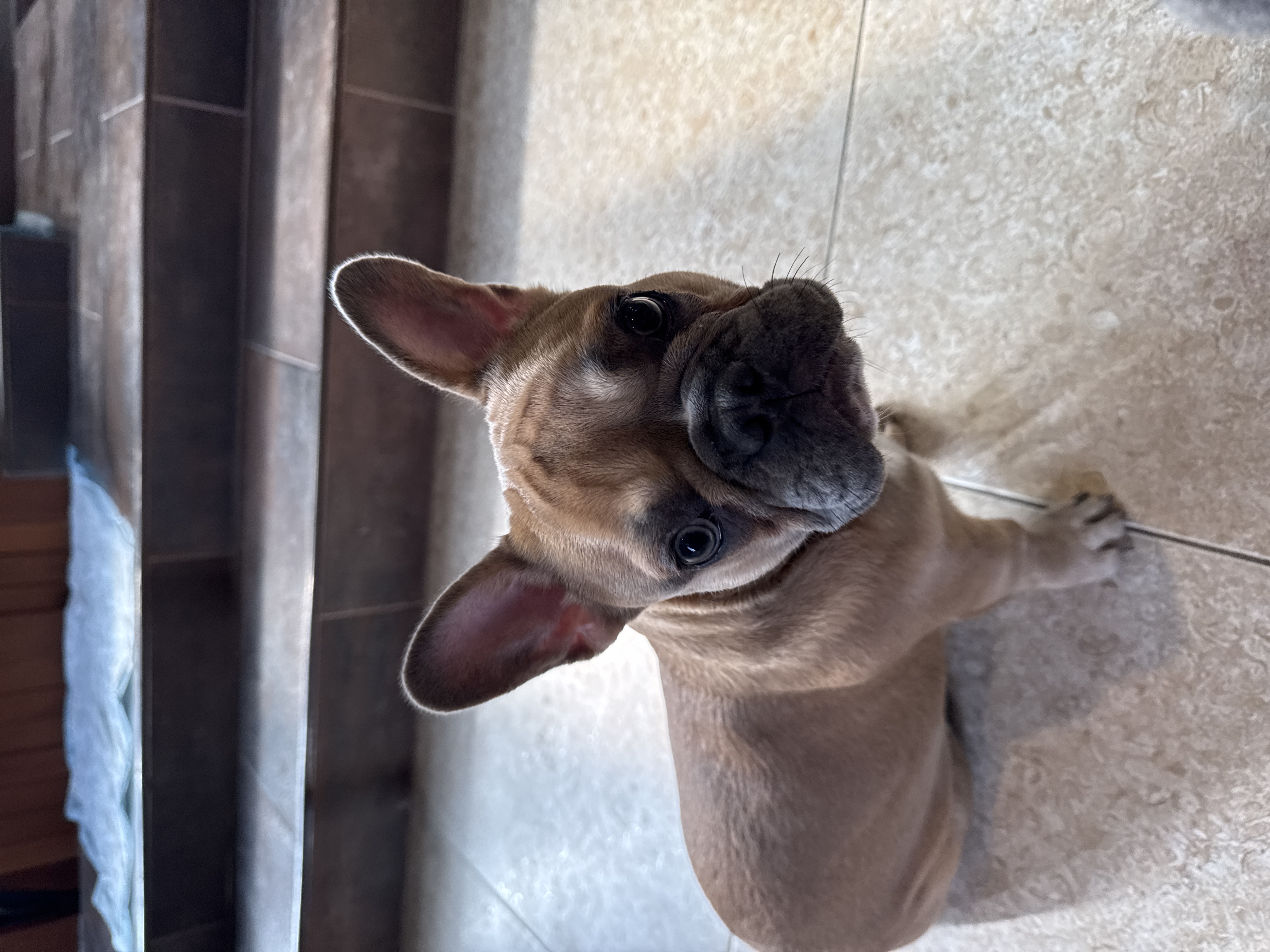 Foto de MOKKA con microchip 990000012823509