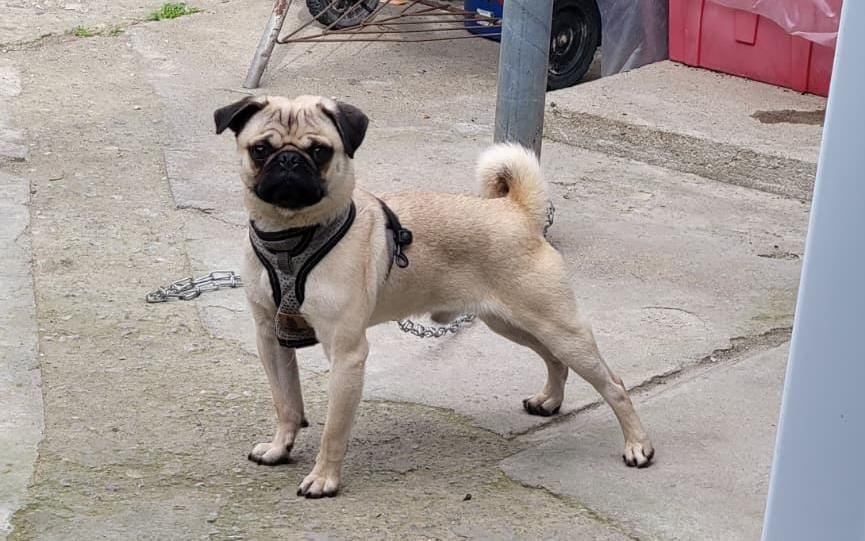Foto de Chico con microchip 990000014772626