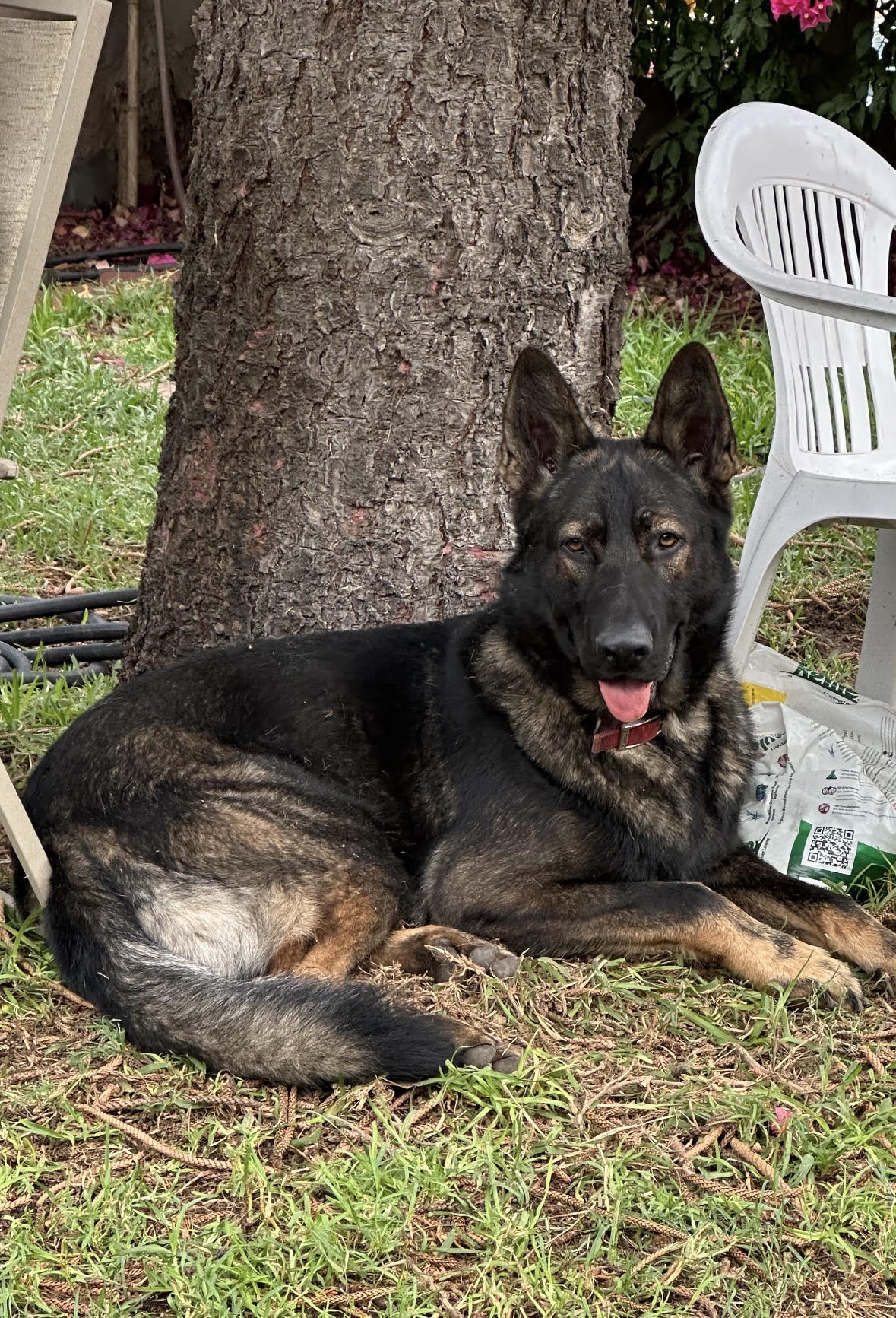 Foto de Zeus con microchip 990000014540596