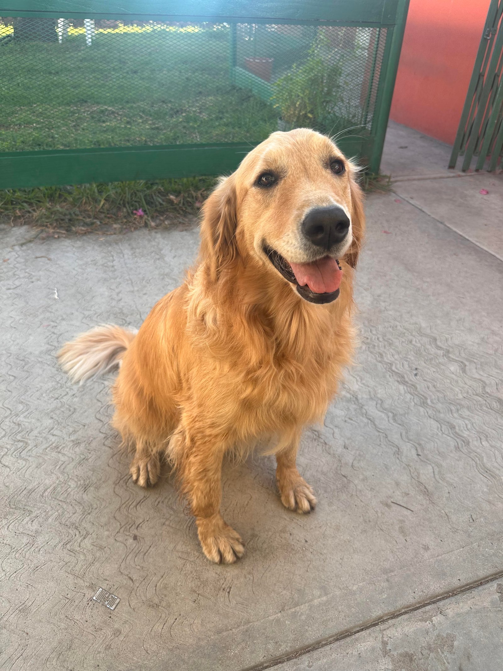 Foto de Laika con microchip 990000014536577