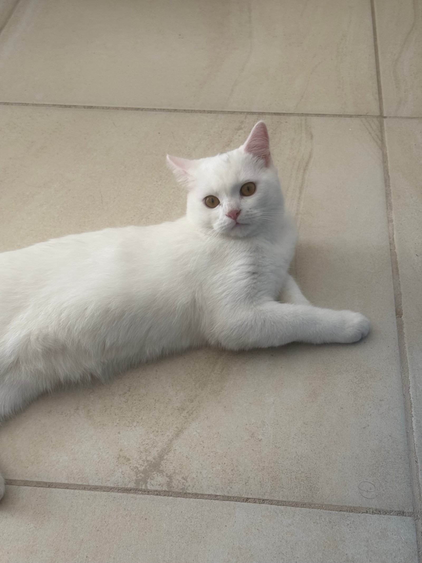 Foto de Morrinson con microchip 990000014164254