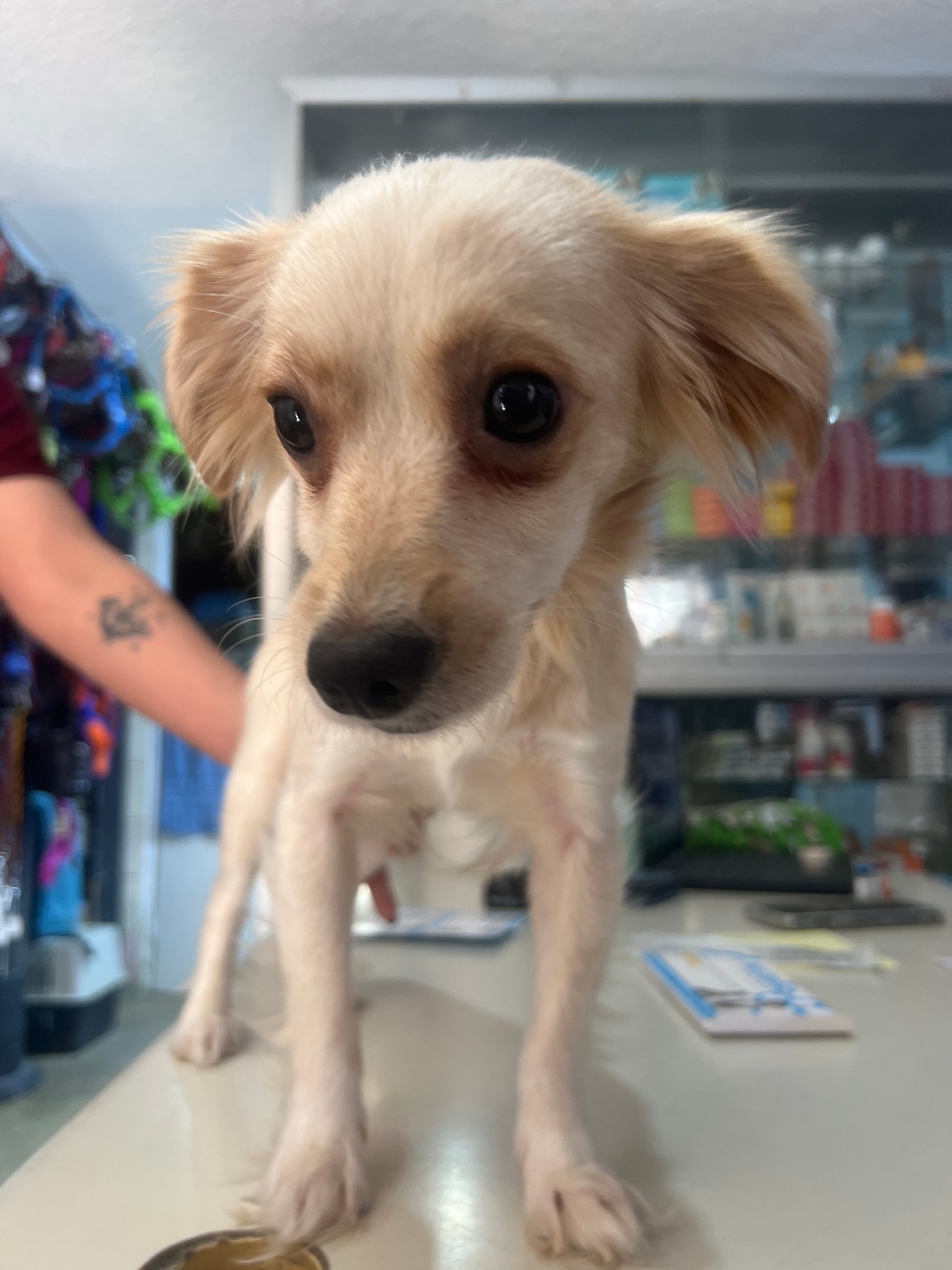 Foto de Candy Jackson con microchip 990000014539161
